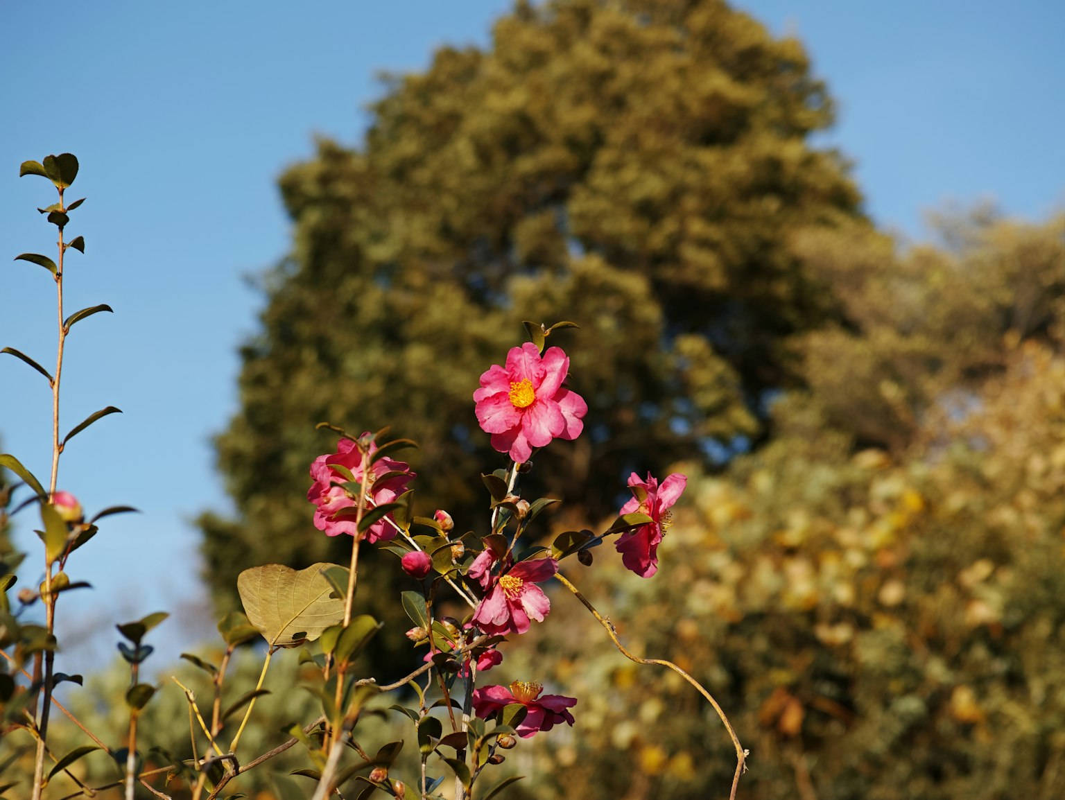 Fleurs roses s'épanouissant sous un ciel bleu avec des arbres en arrière-plan