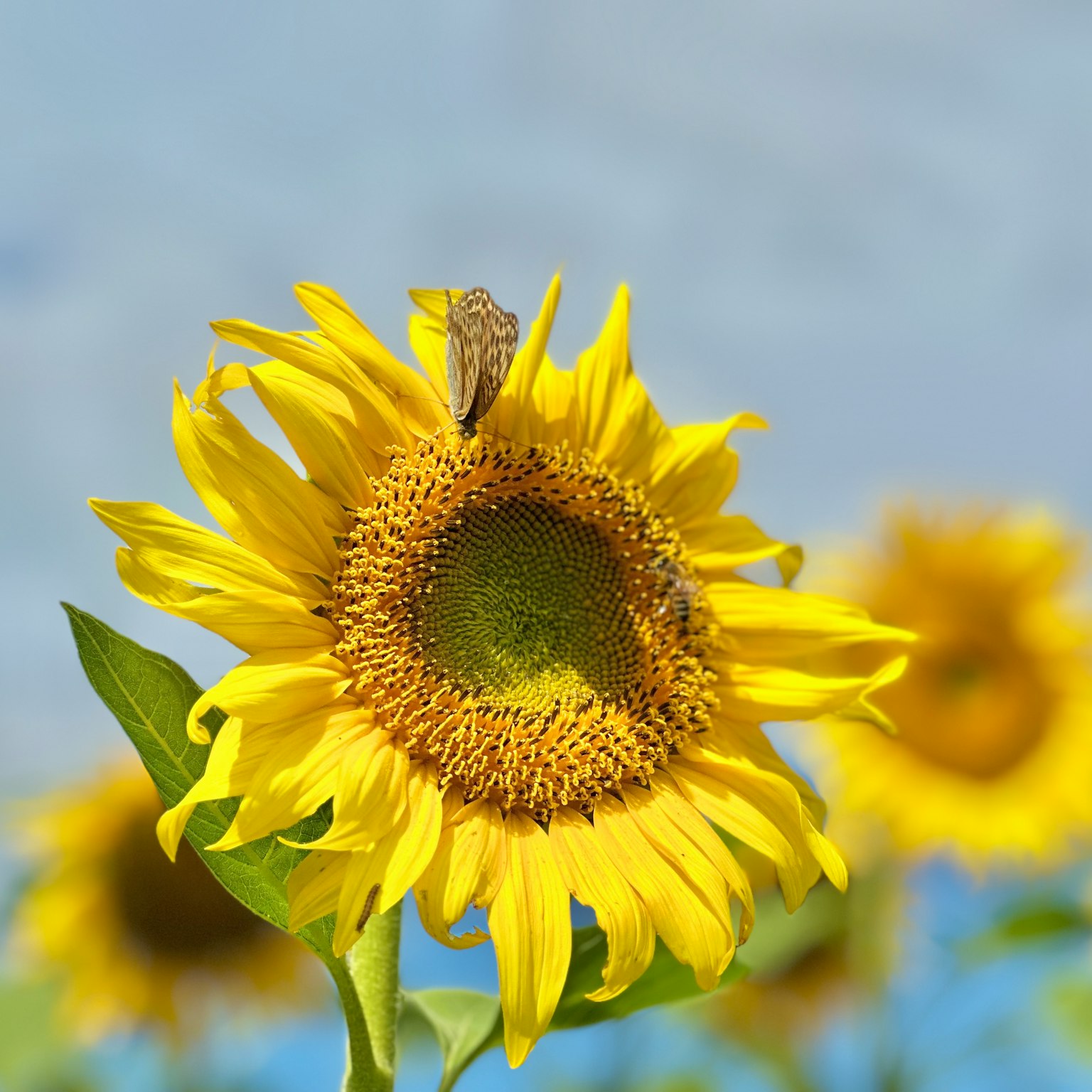 화려한 해바라기에 나비가 앉아 있는 모습