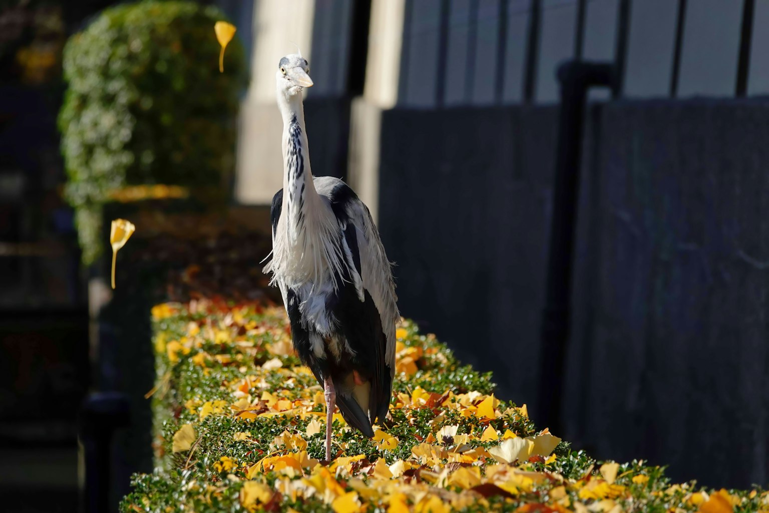 Seekor heron berjalan di atas daun musim gugur yang cerah