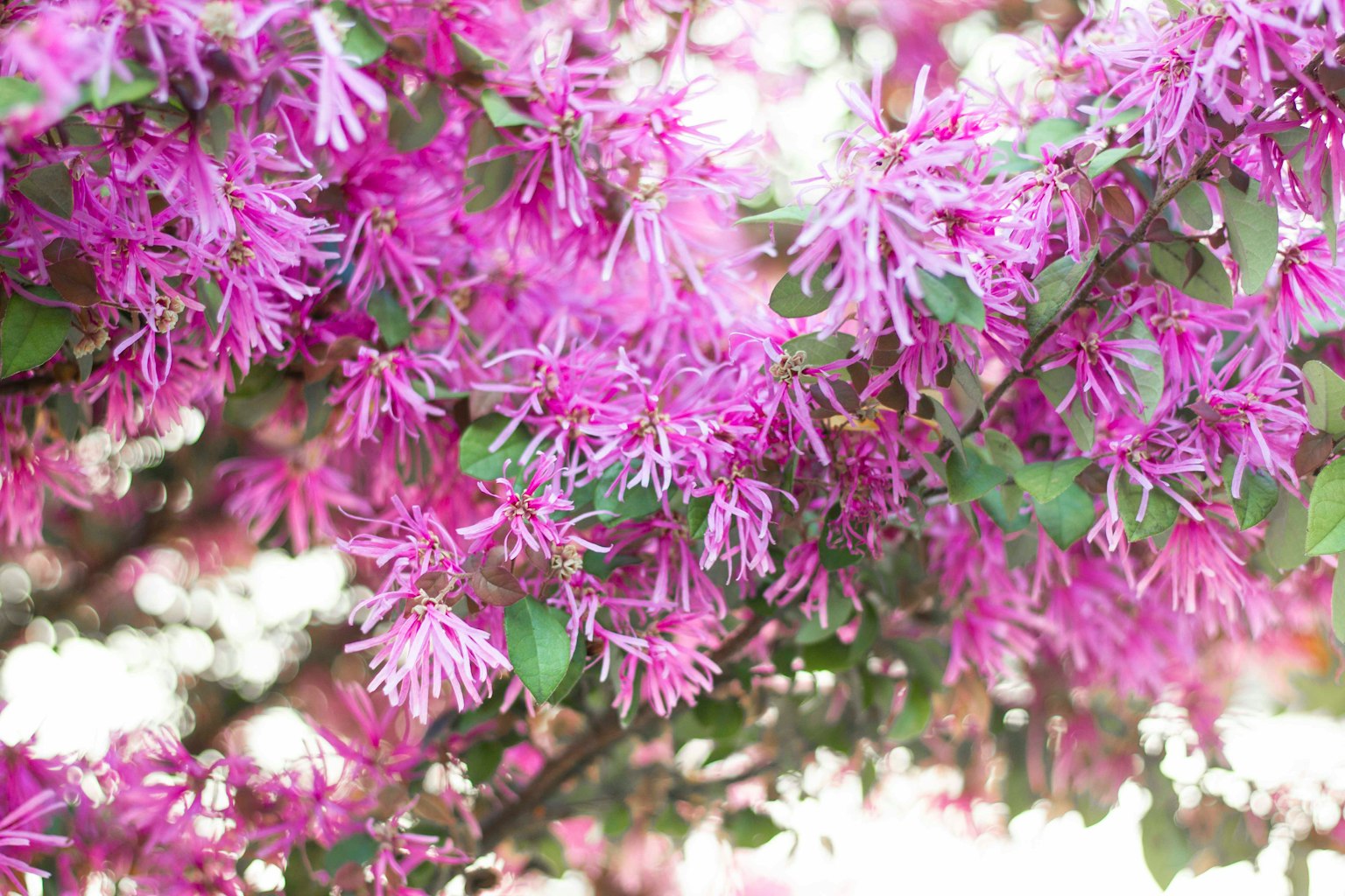 Primo piano di rami di albero con fiori viola vivaci