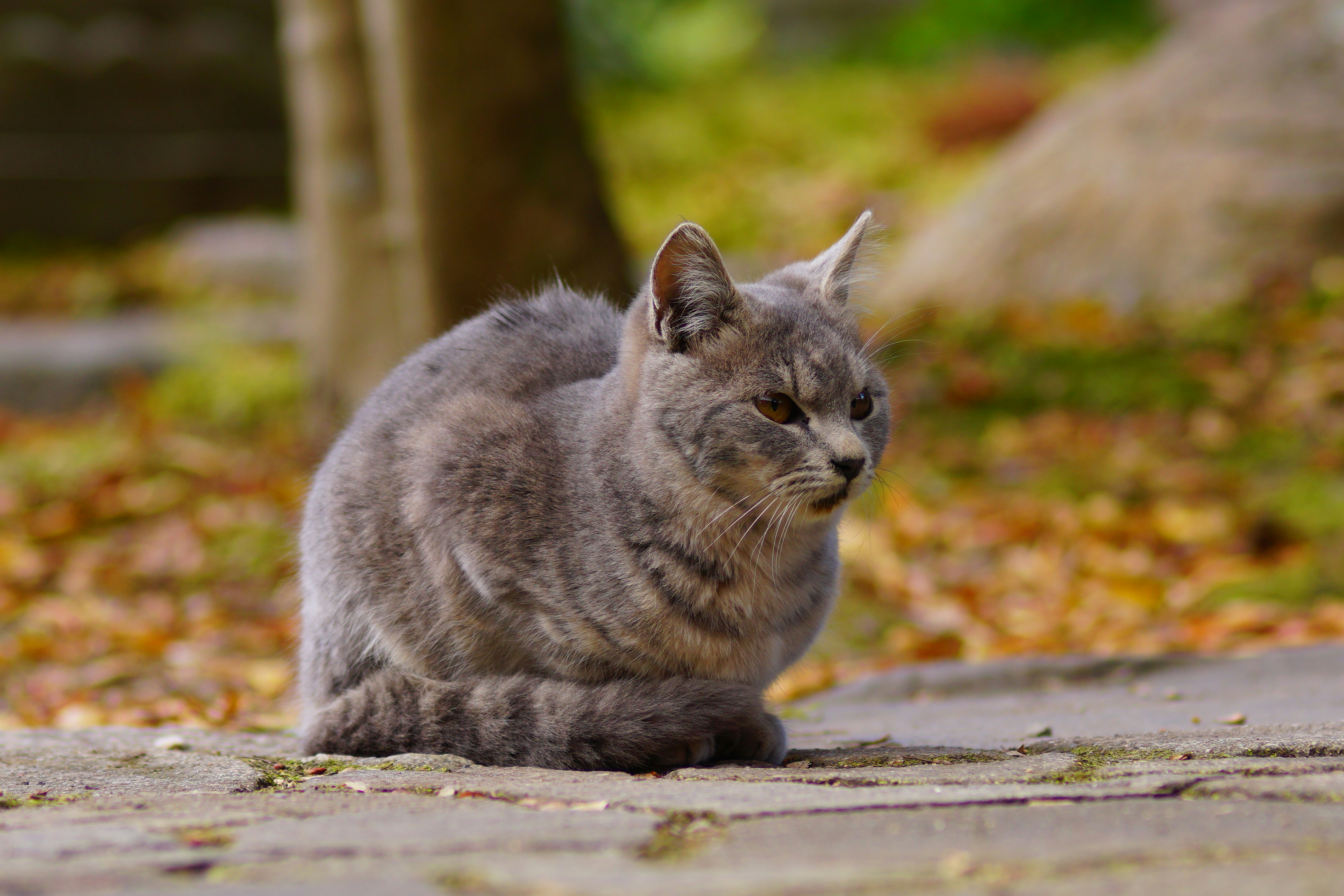 庭の石畳でくつろぐグレーの猫