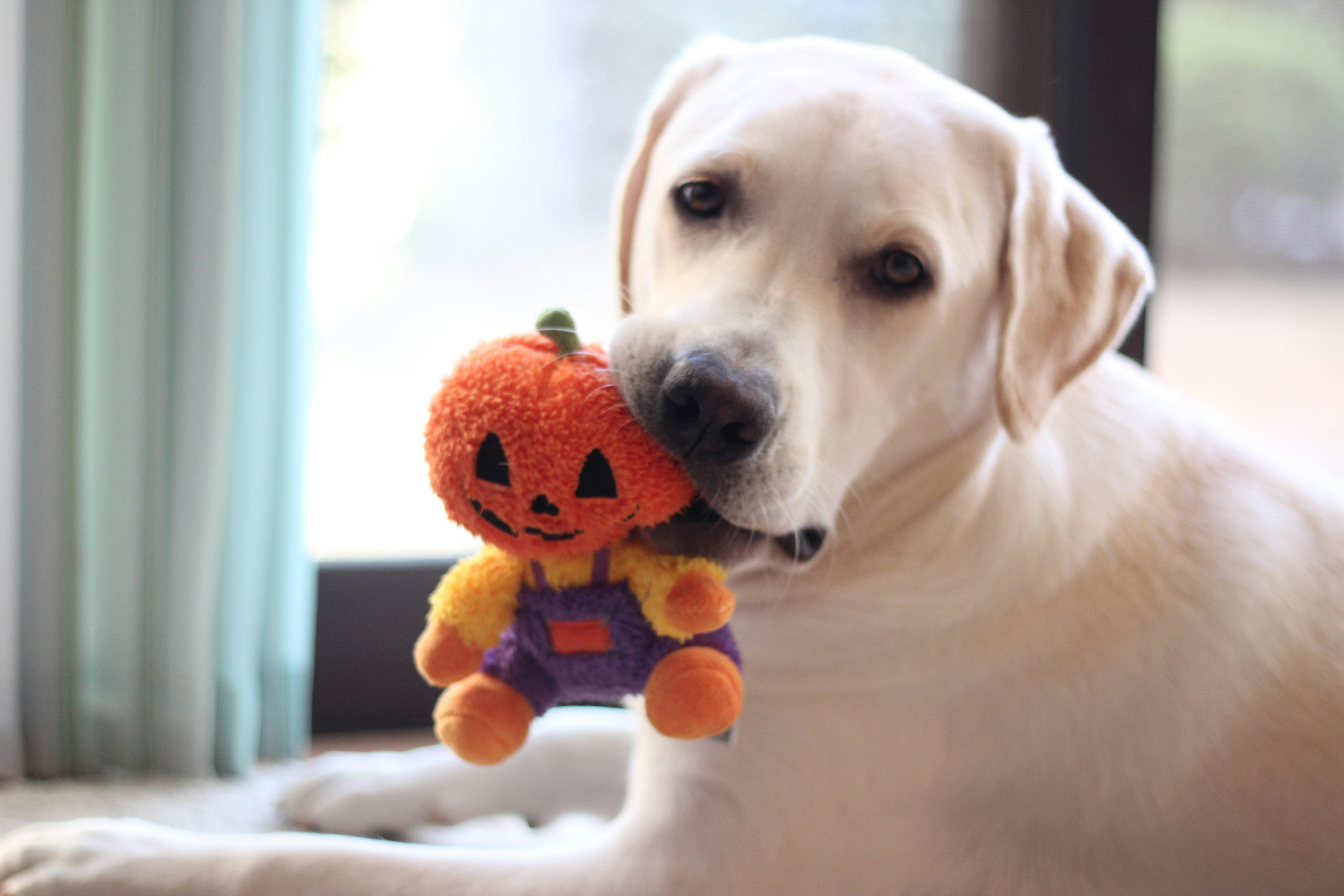 ハロウィンのジャック・オー・ランタンとラブラドールの愛犬