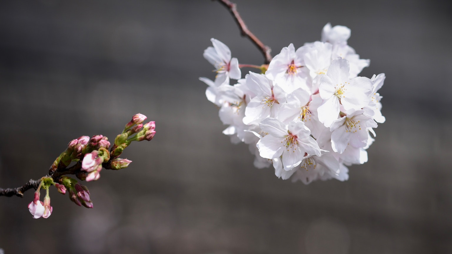 Gambar bunga sakura dengan bunga putih dan kuncup