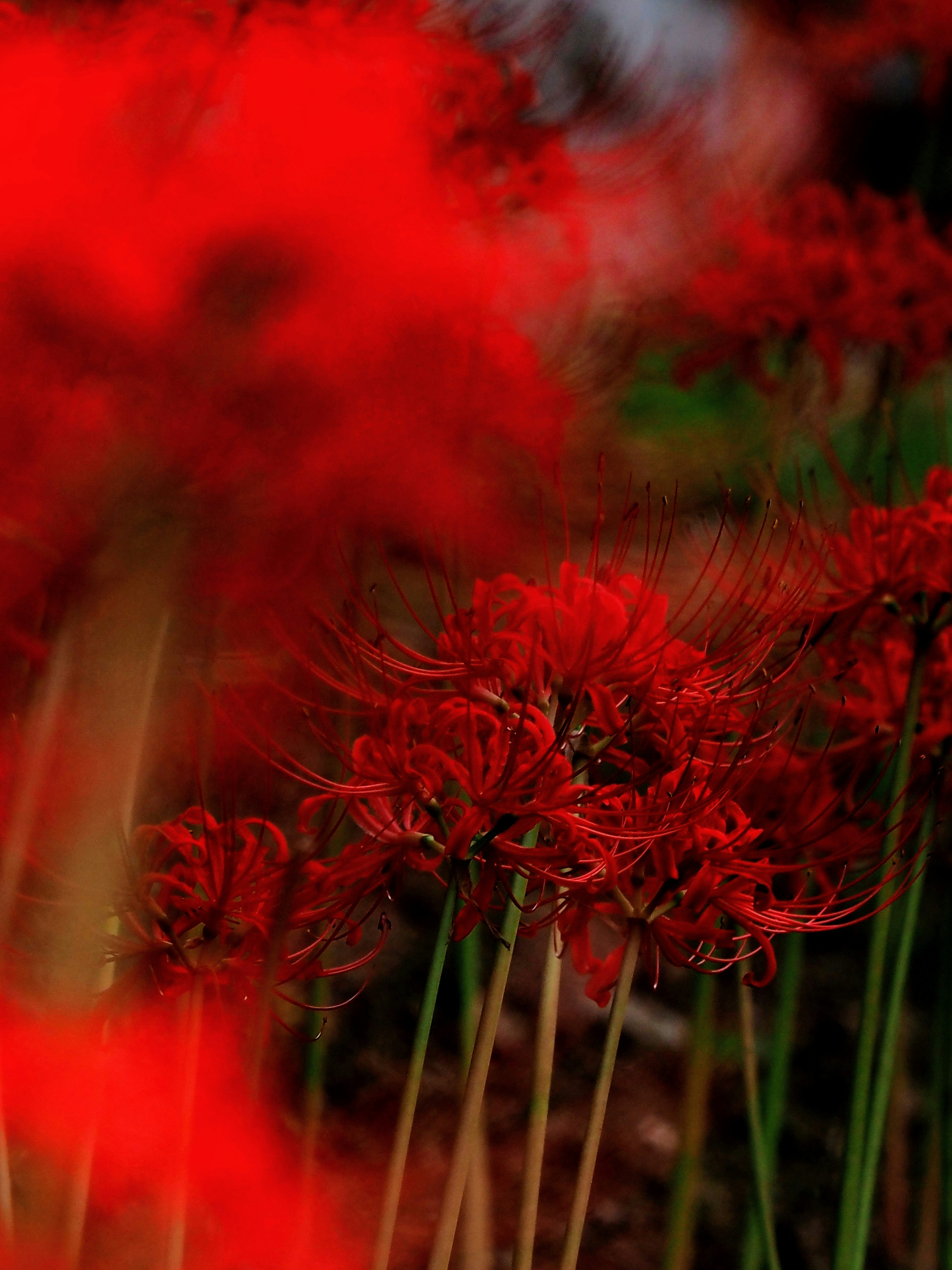 Close-up of red spider lilies