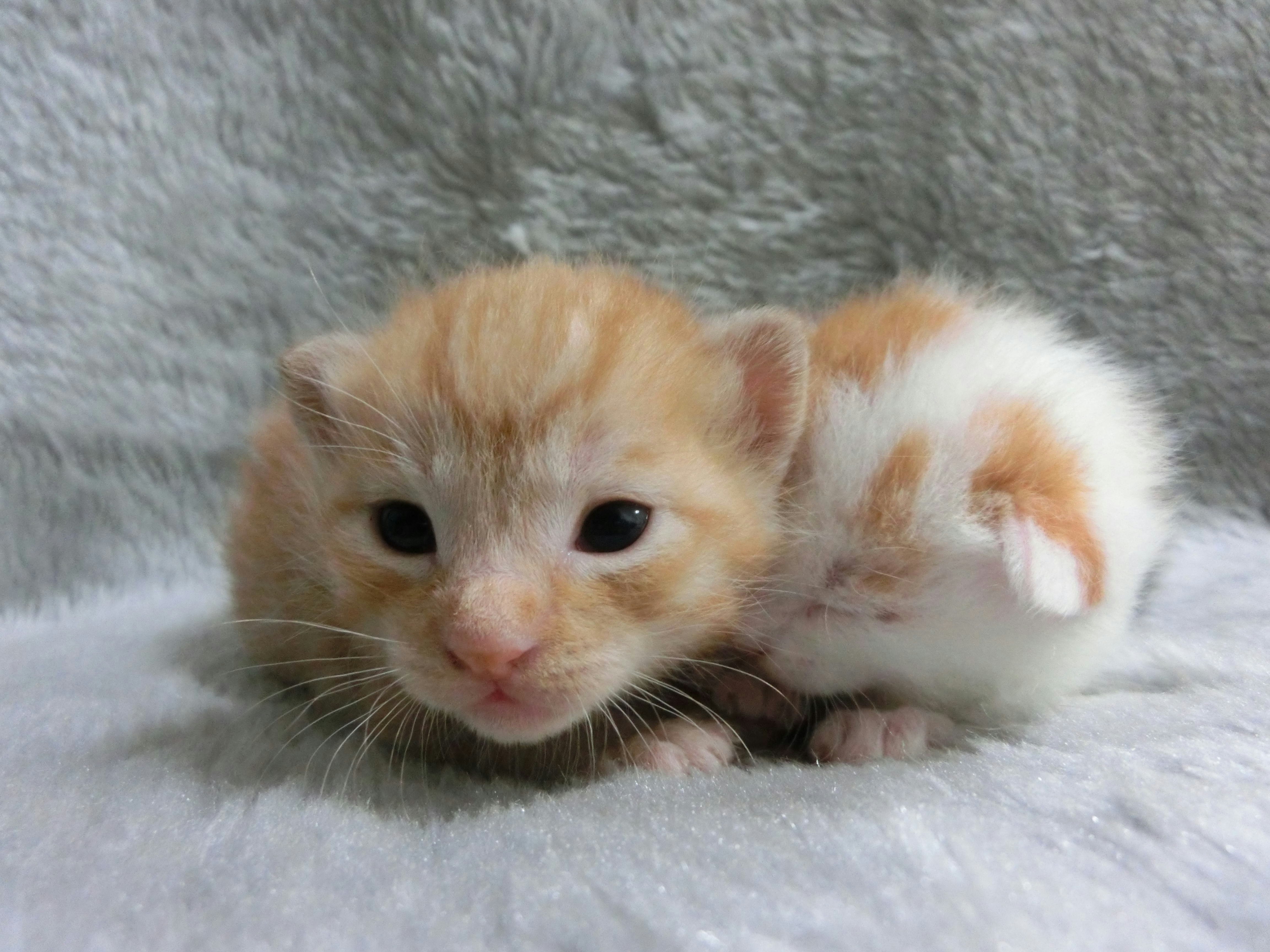gros plan sur un chaton duveteux