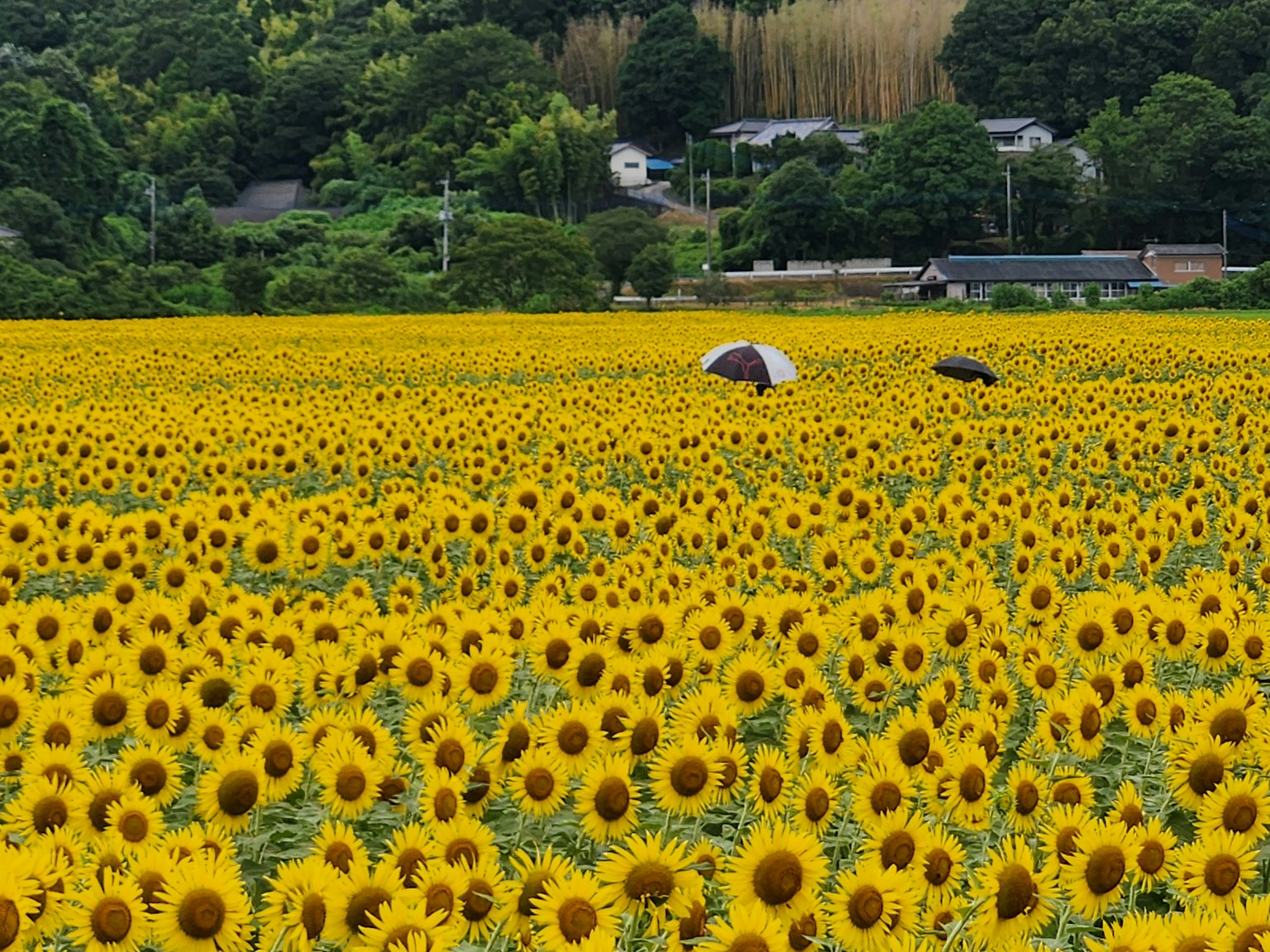 Un vasto campo de girasoles con una persona sosteniendo un paraguas