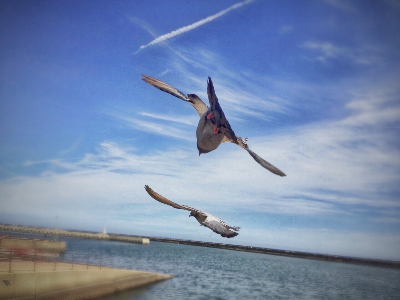 港で飛ぶ二羽の鳩の後ろ姿の瞬間