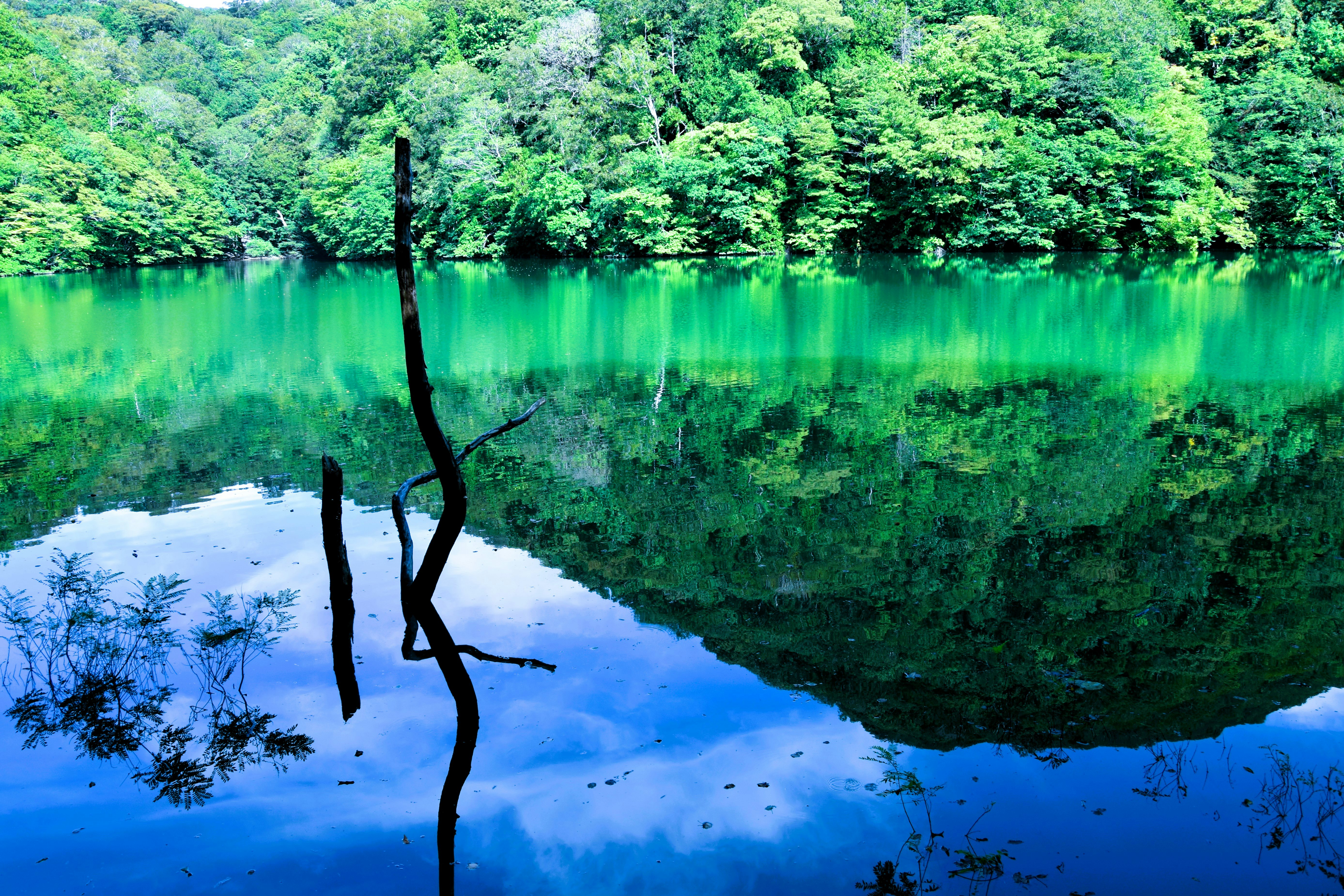 緑の森に囲まれた静かな湖面の風景