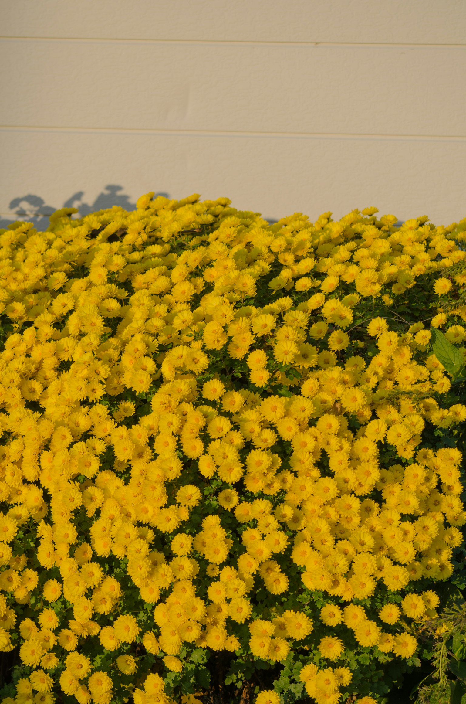 Campo vibrante di fiori gialli in fiore