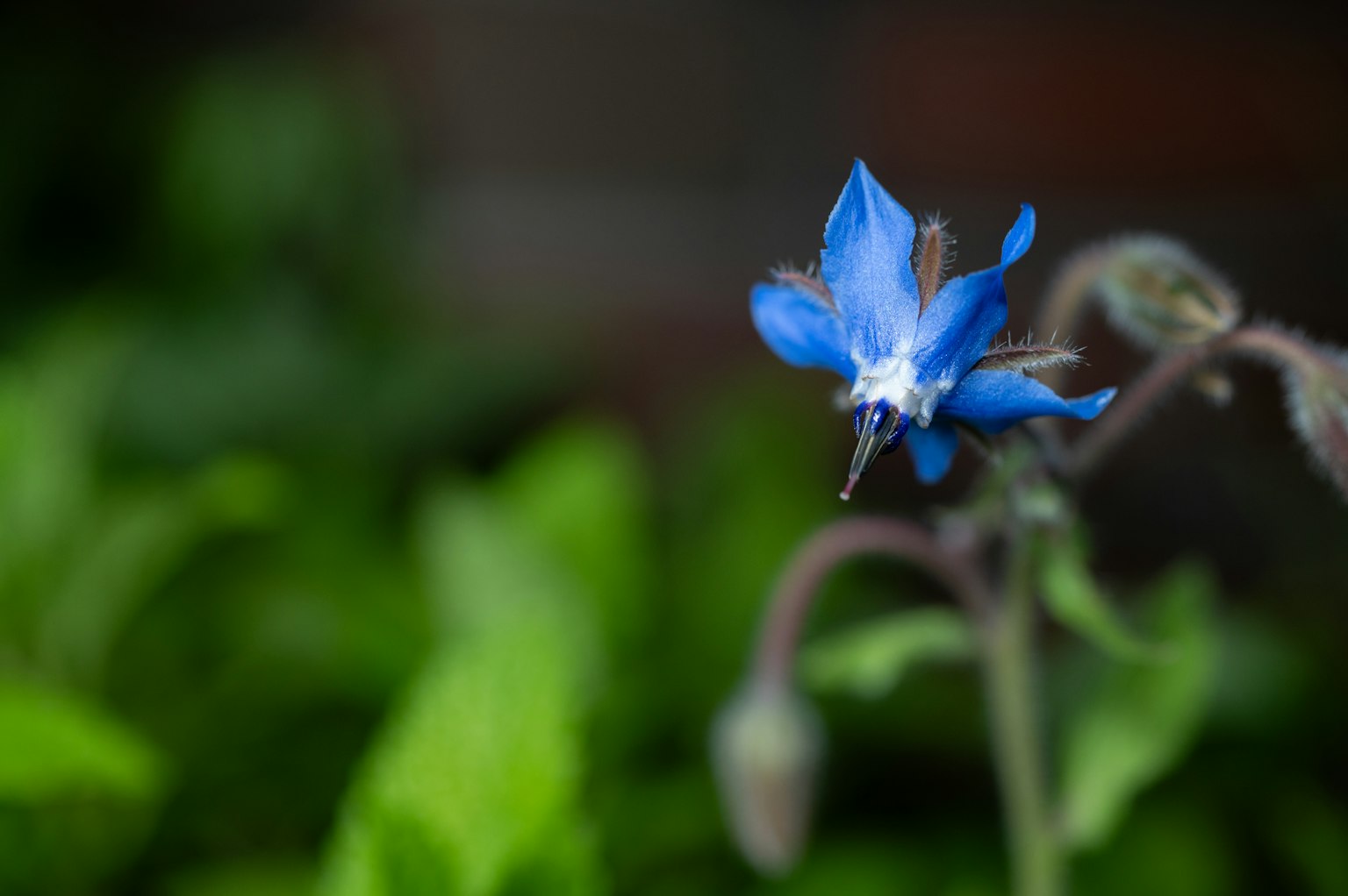 Une fleur bleue vibrante fleurissant parmi des feuilles vertes