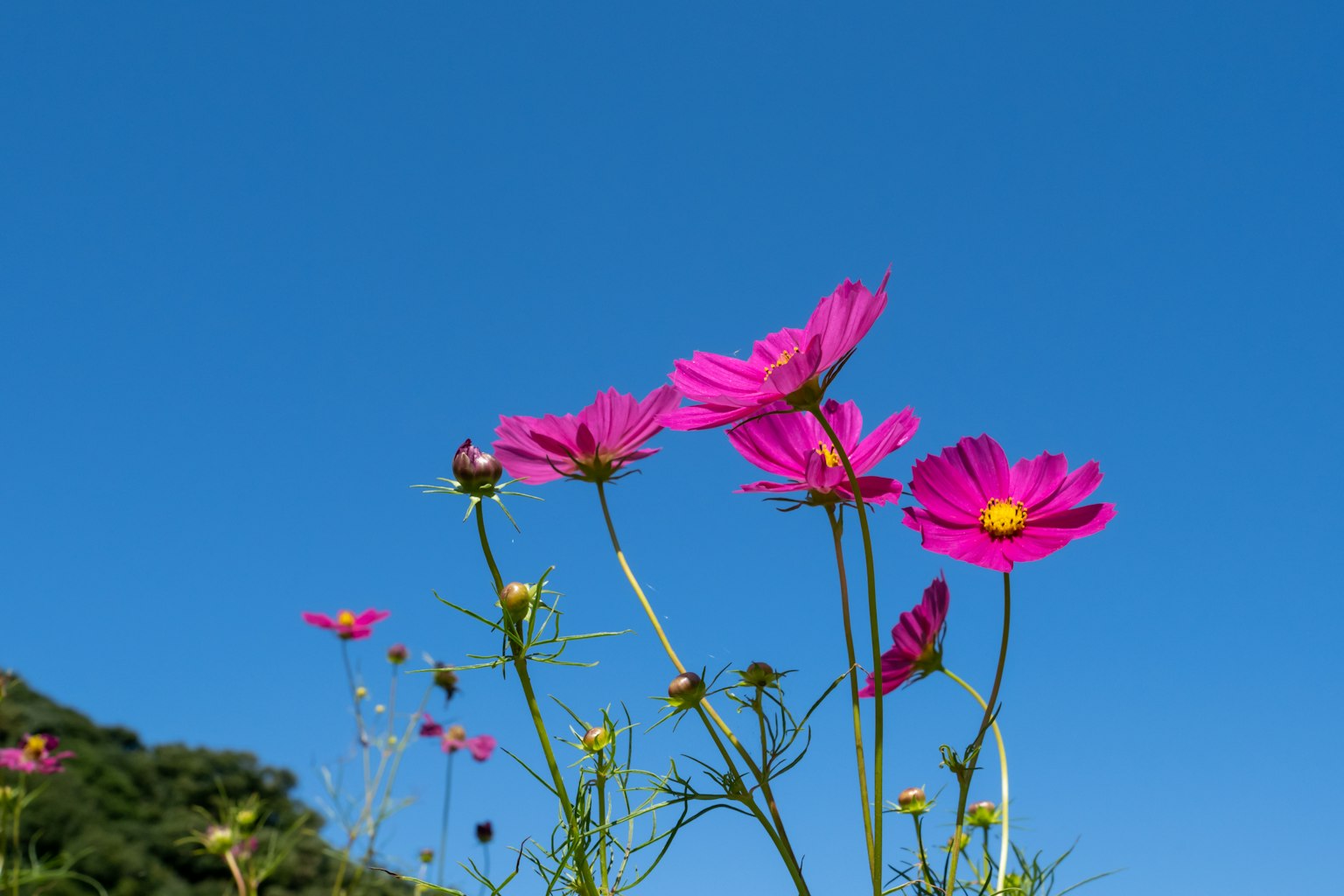 青空の下に咲くピンクのコスモスの花