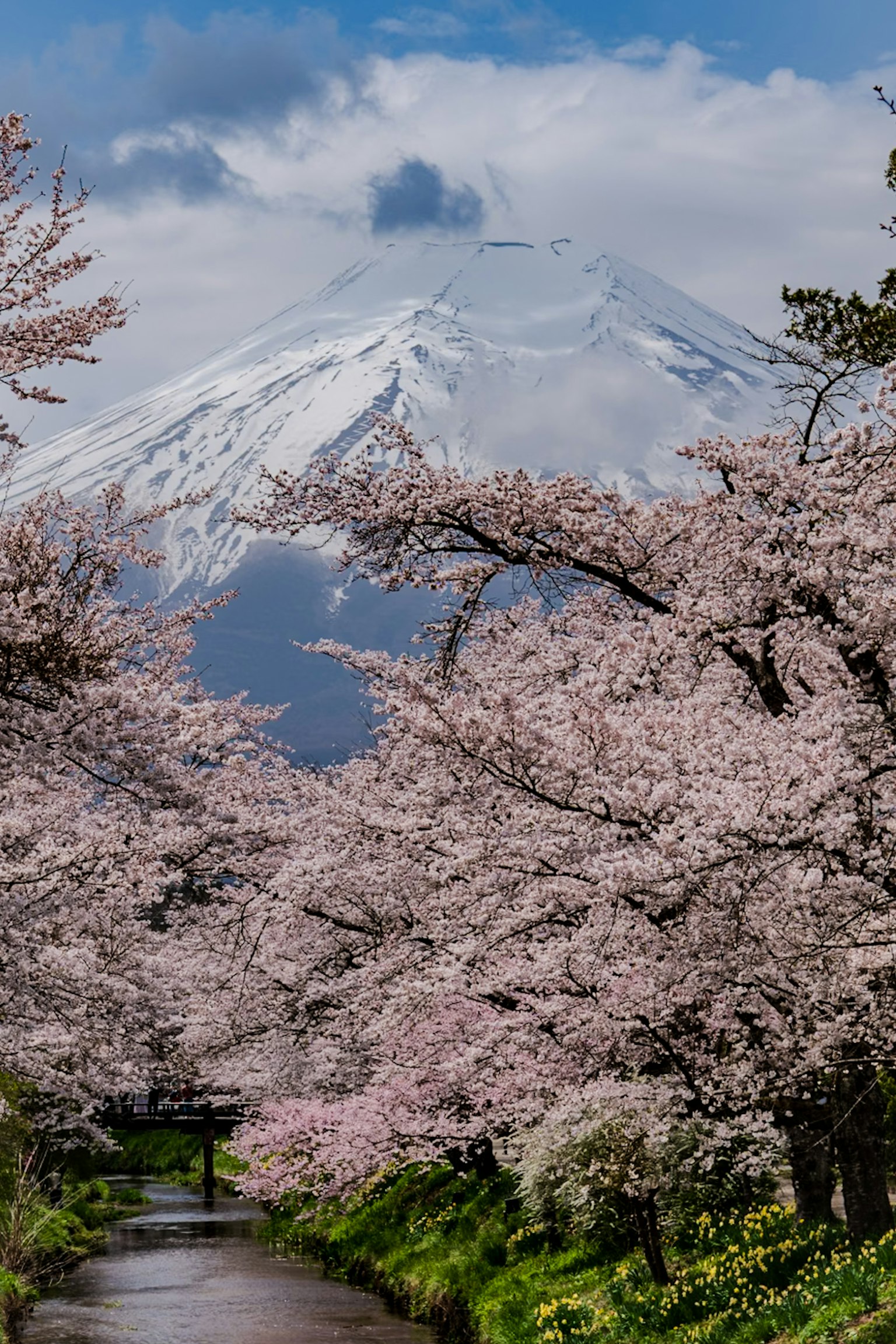 樱花树沿着小河与富士山背景