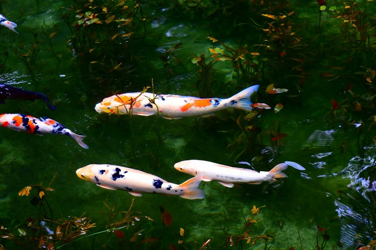 Bunte Koi-Fische schwimmen im grünen Wasser