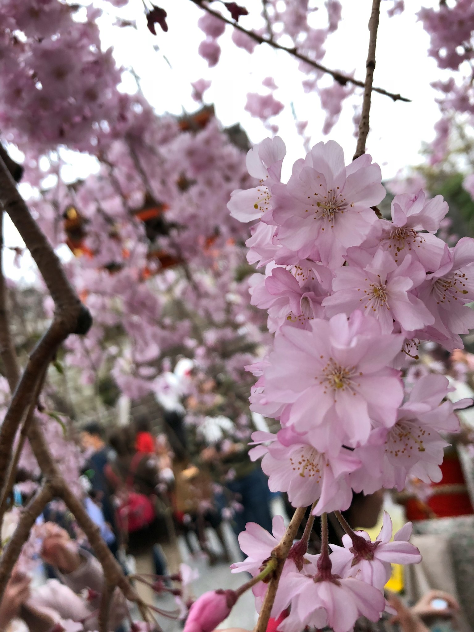 Fiori di ciliegio in fiore con persone che godono del paesaggio