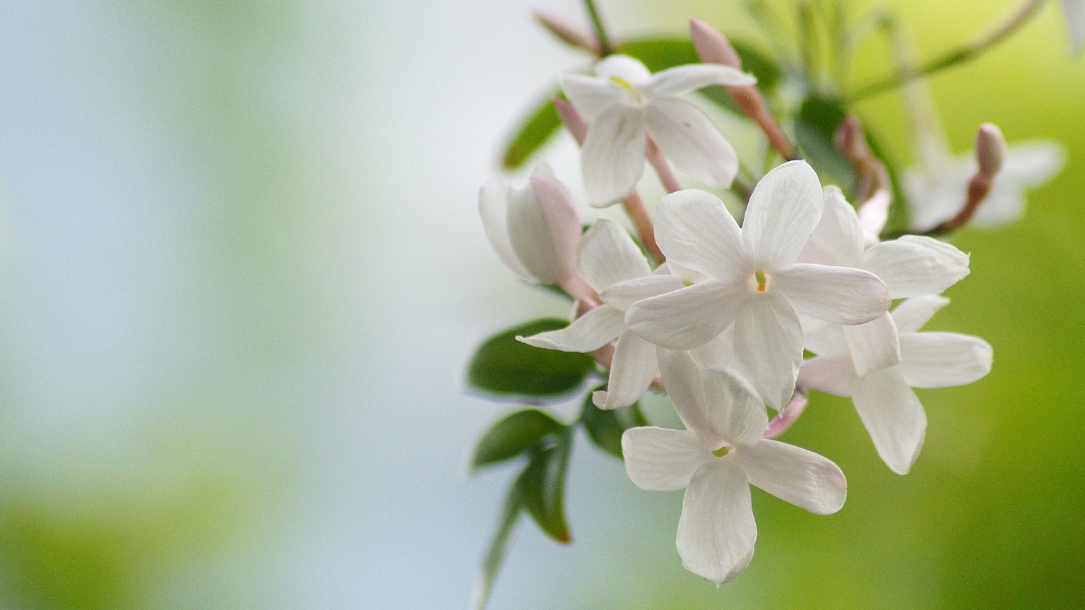 White jasmine flowers against a soft green background