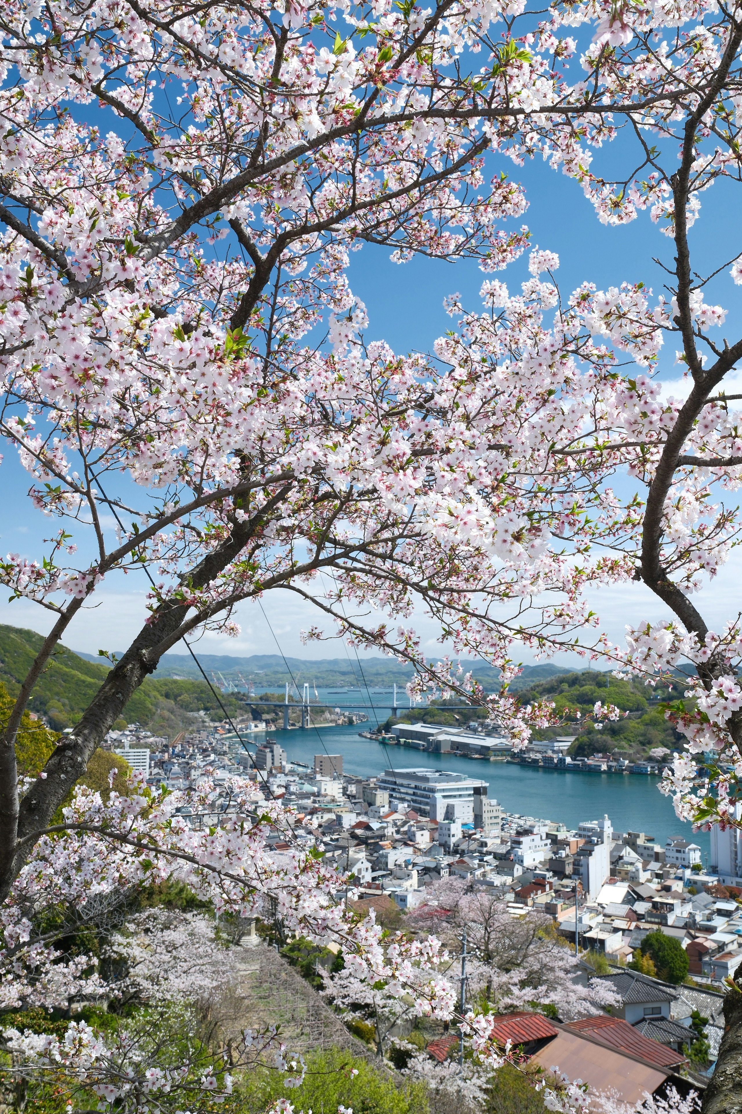 桜咲く尾道市の千光寺公園からの眺め