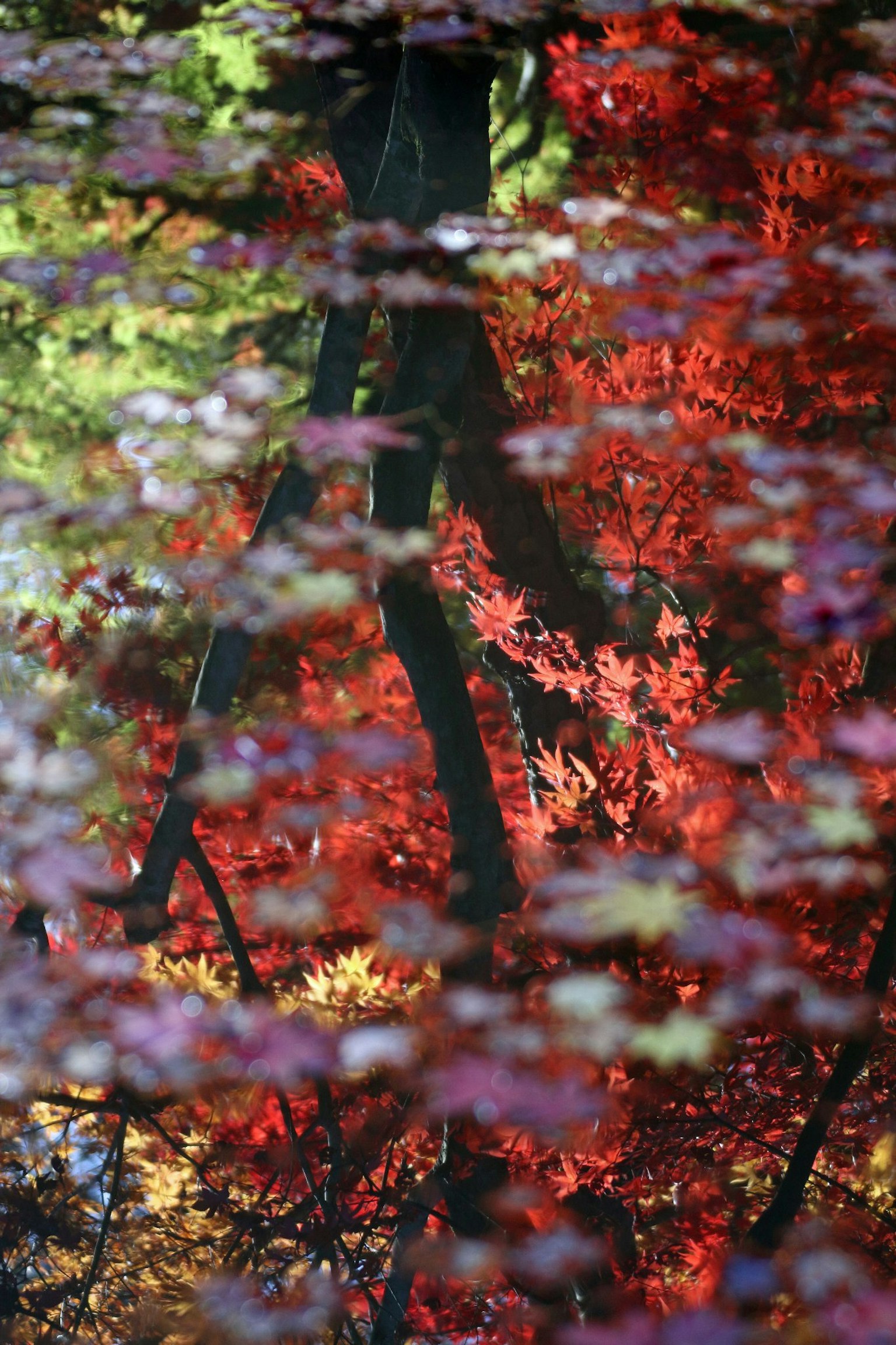 水面上紅色和綠色葉子的倒影