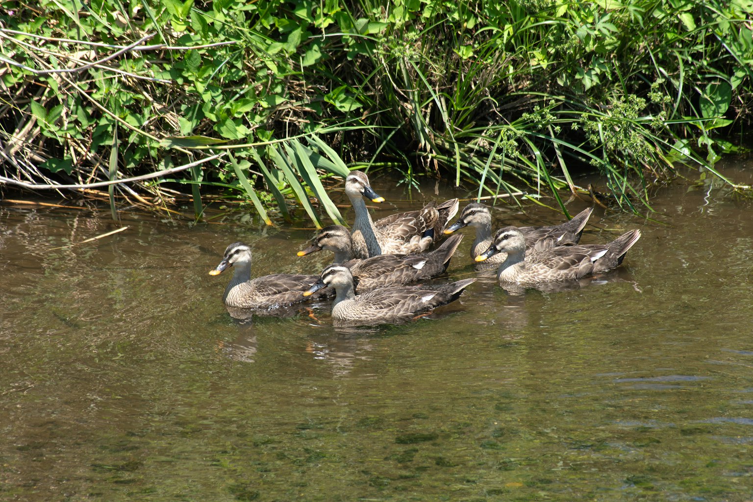 Eine Gruppe von Enten, die nahe dem Ufer schwimmen