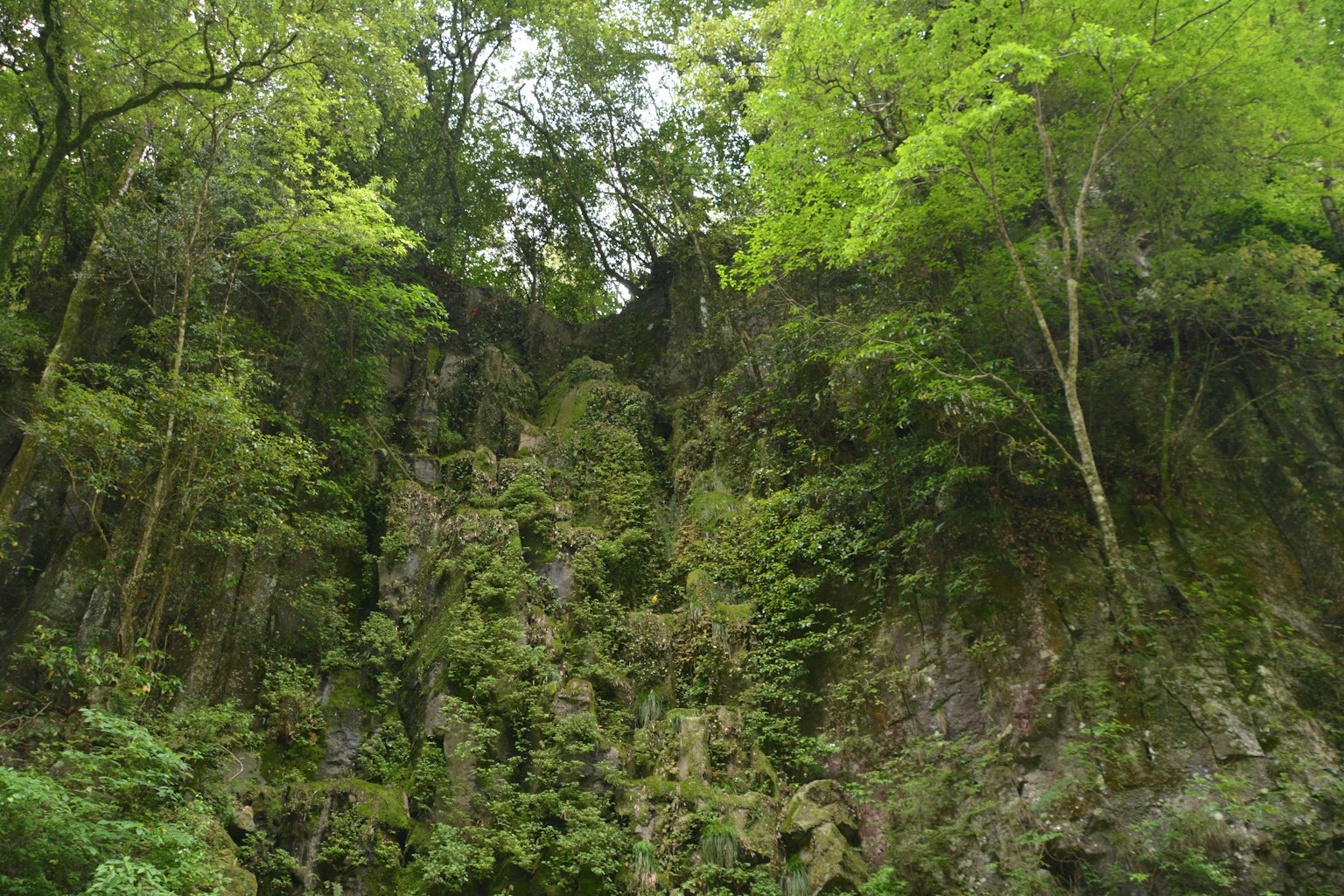Scogliera verdeggiante con folta vegetazione e alberi