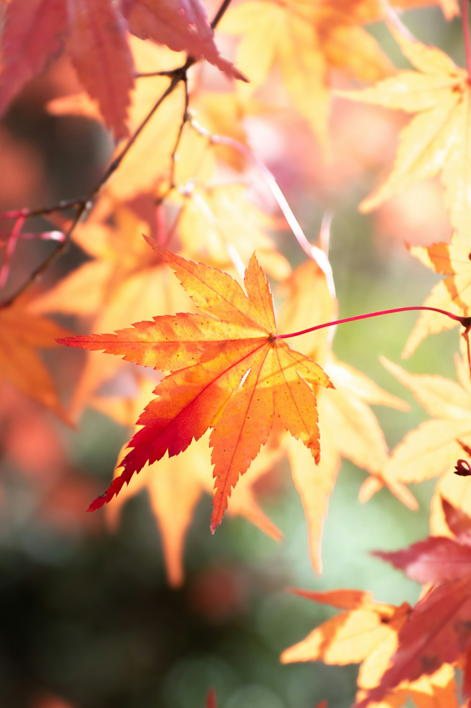 photo-feLzZKFgzPy0vKvw5nOJ-image