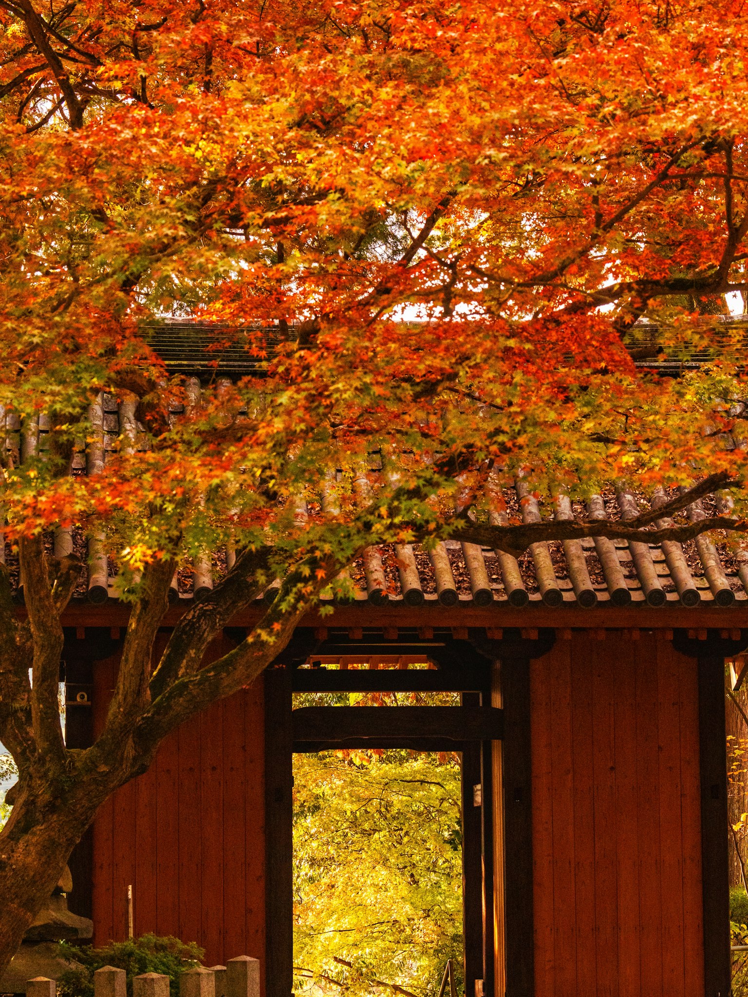Pemandangan musim gugur yang hidup dengan pohon maple dan bangunan tradisional Jepang