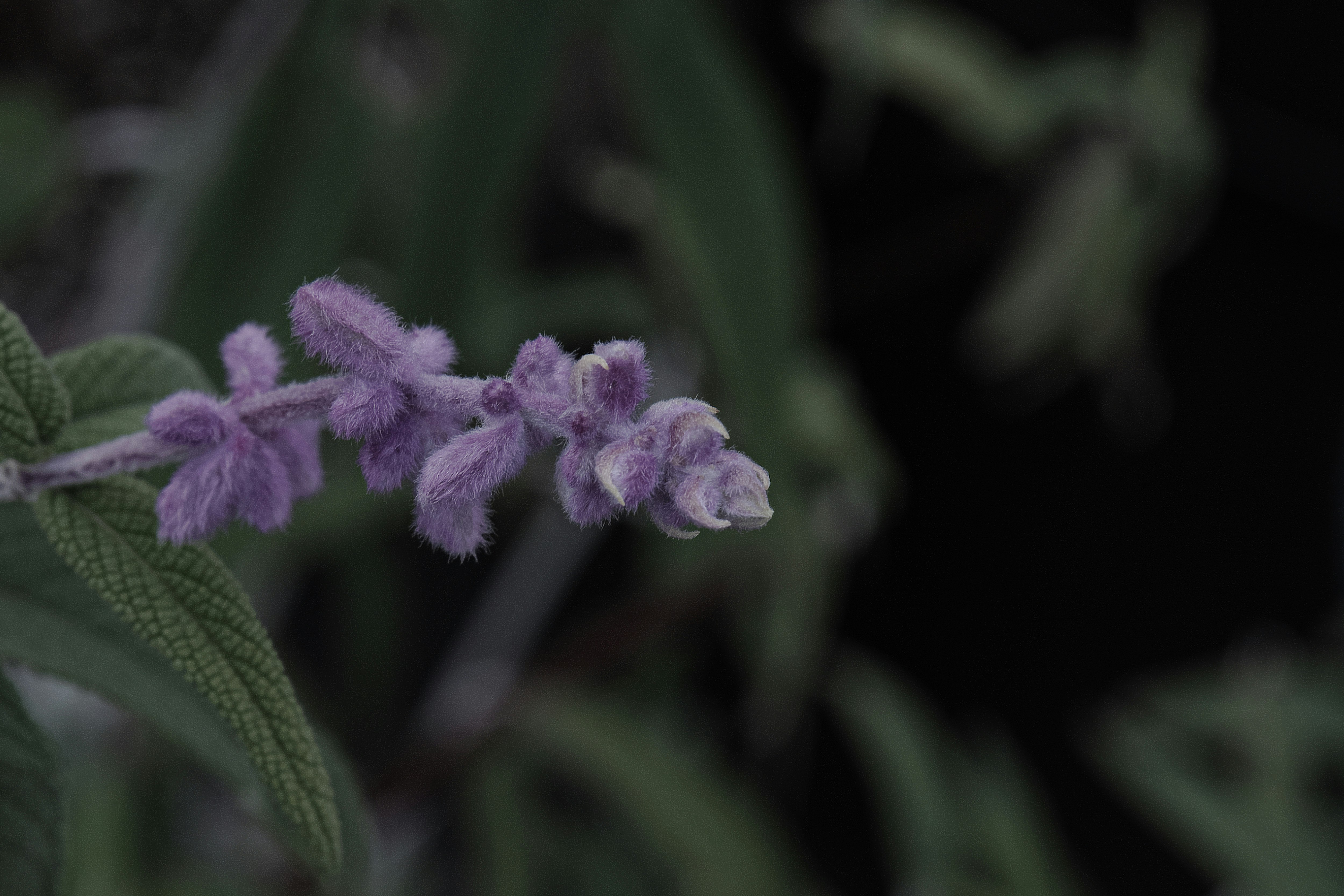 紫のアメジストセージの花と葉のクローズアップ