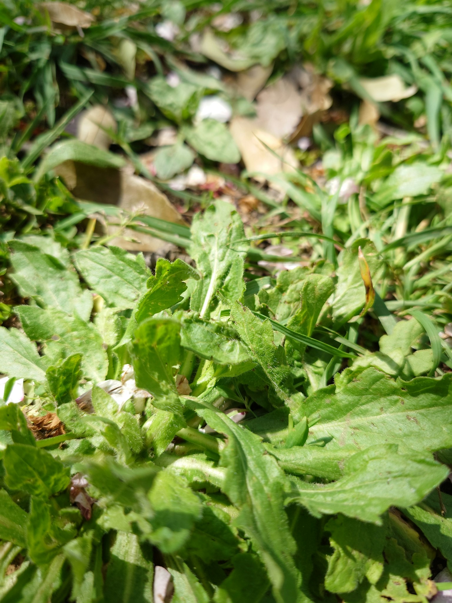Primo piano di foglie verdi e erba sparse sul terreno