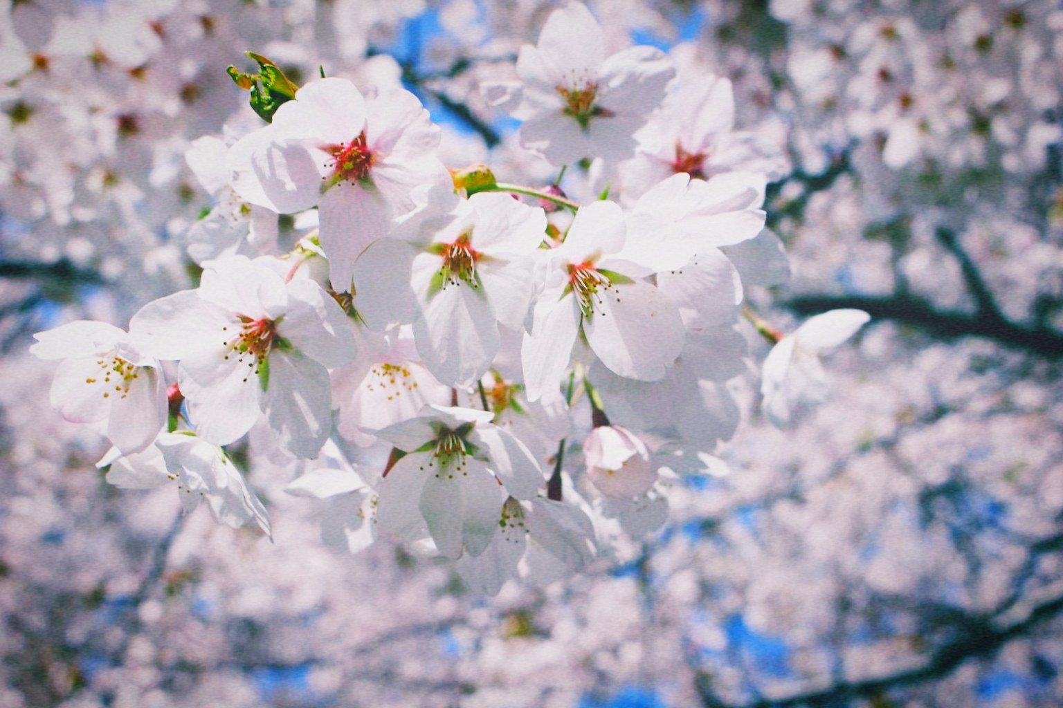 Beautiful cherry blossom flowers in bloom