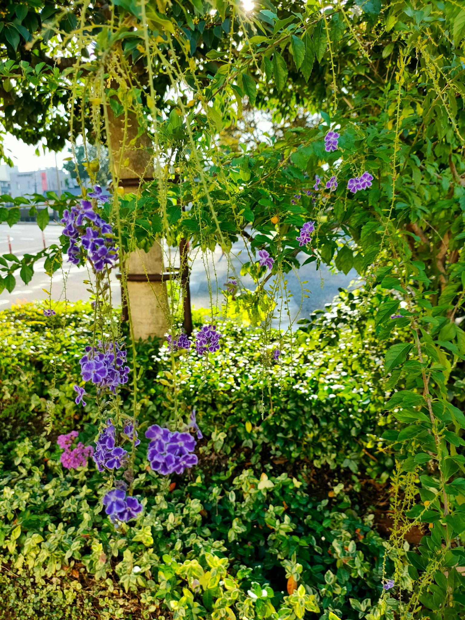 Lebendige lila Blumen hängen von grünem Laub in der Nähe eines Gewässers
