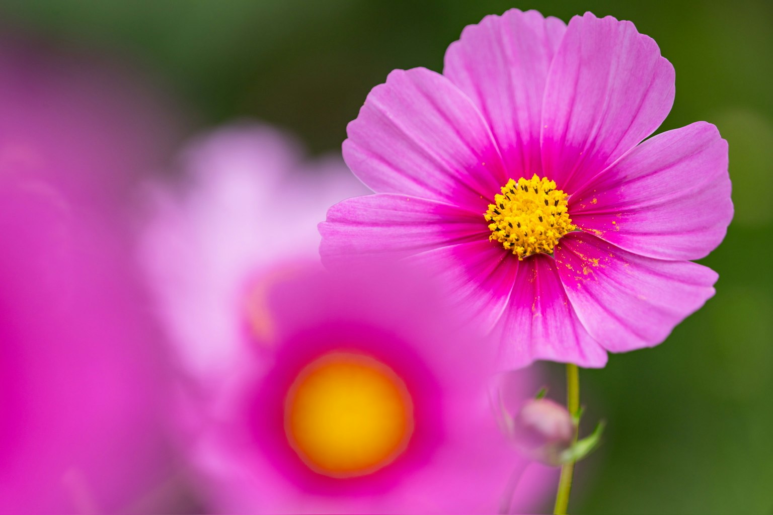 Cận cảnh hoa hồng tươi với tâm vàng