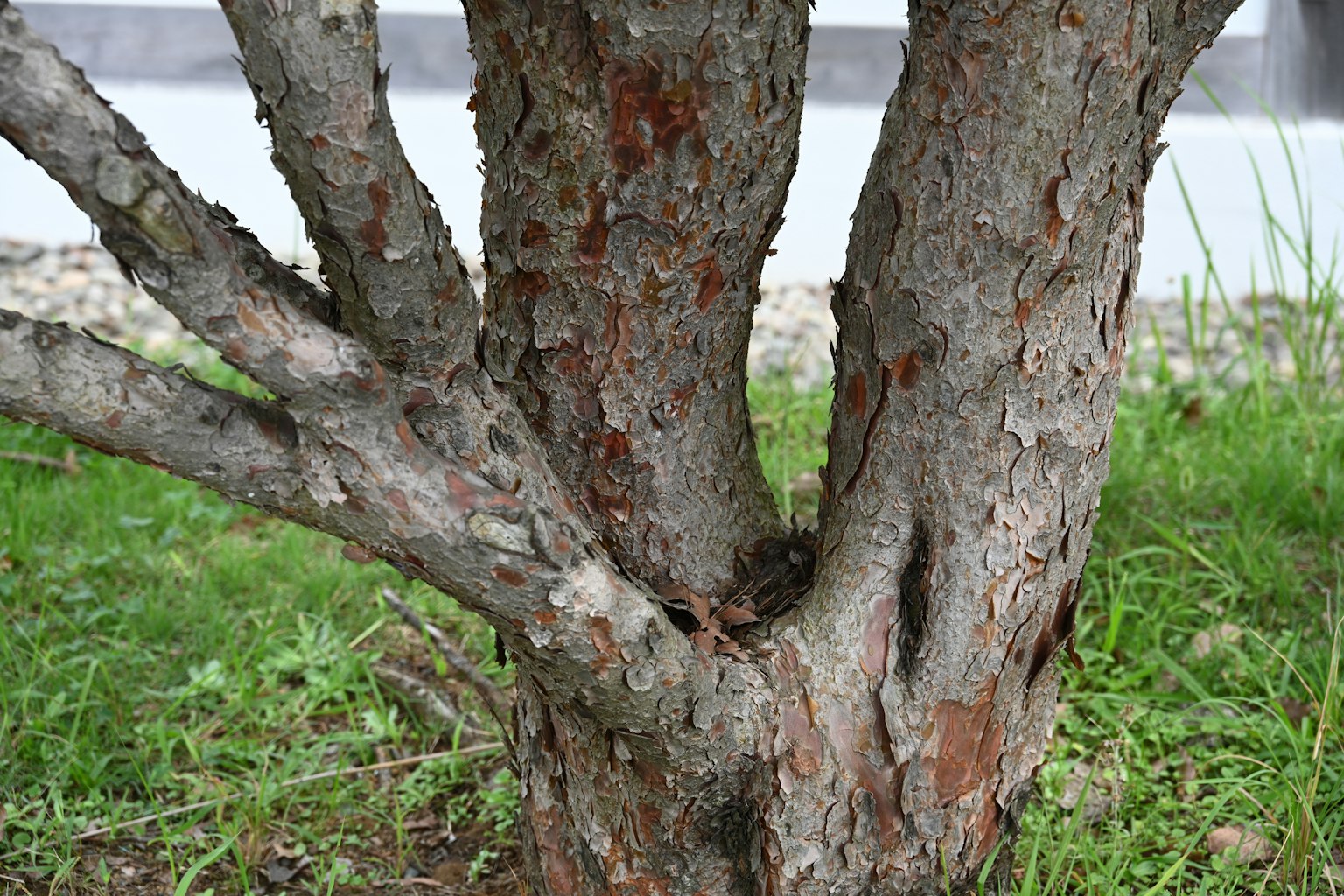 樹幹的詳細視圖，有多個分支