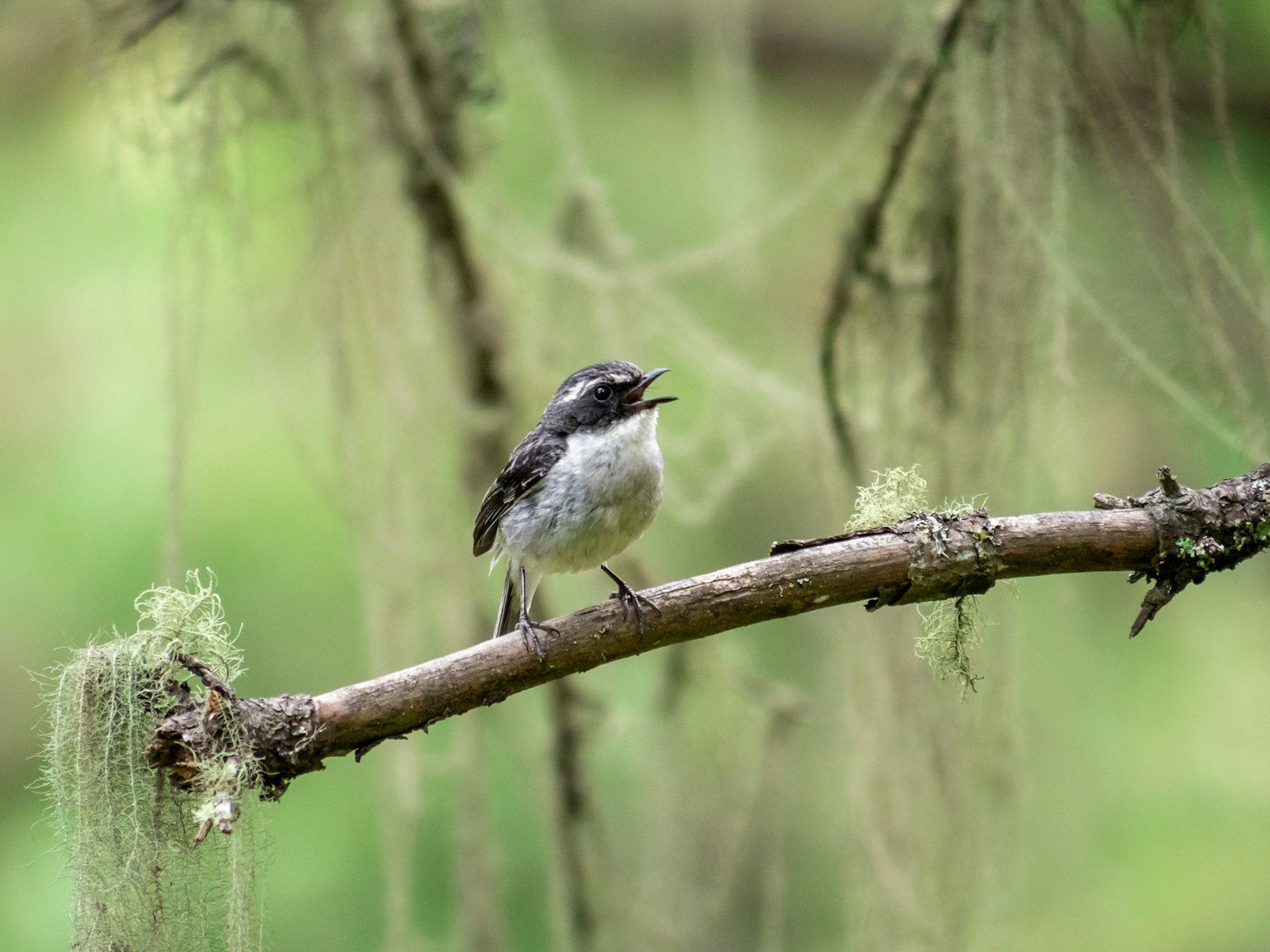 Pequeño pájaro negro posado en una rama con musgo visible