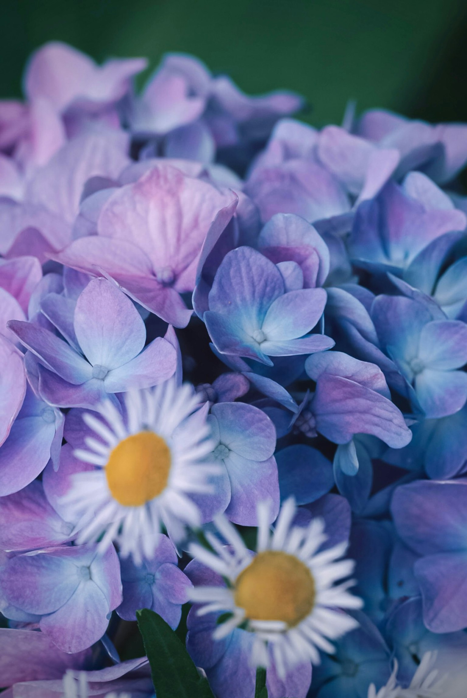 ดอกไฮเดรนเยียสีม่วงและสีน้ำเงินพร้อมดอกเดซี่สีขาว