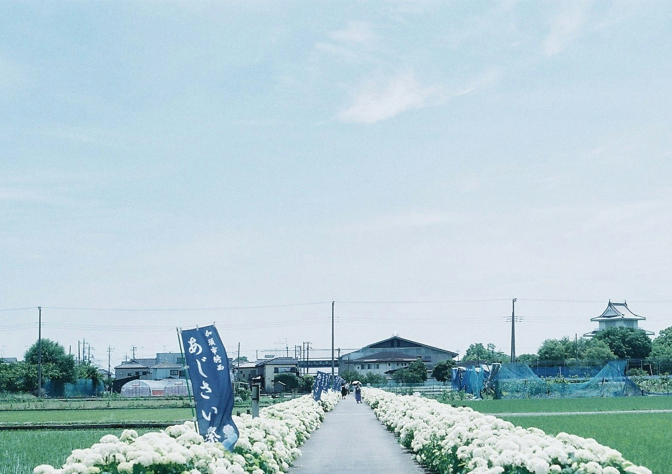 藍天下的繡球花田間小徑