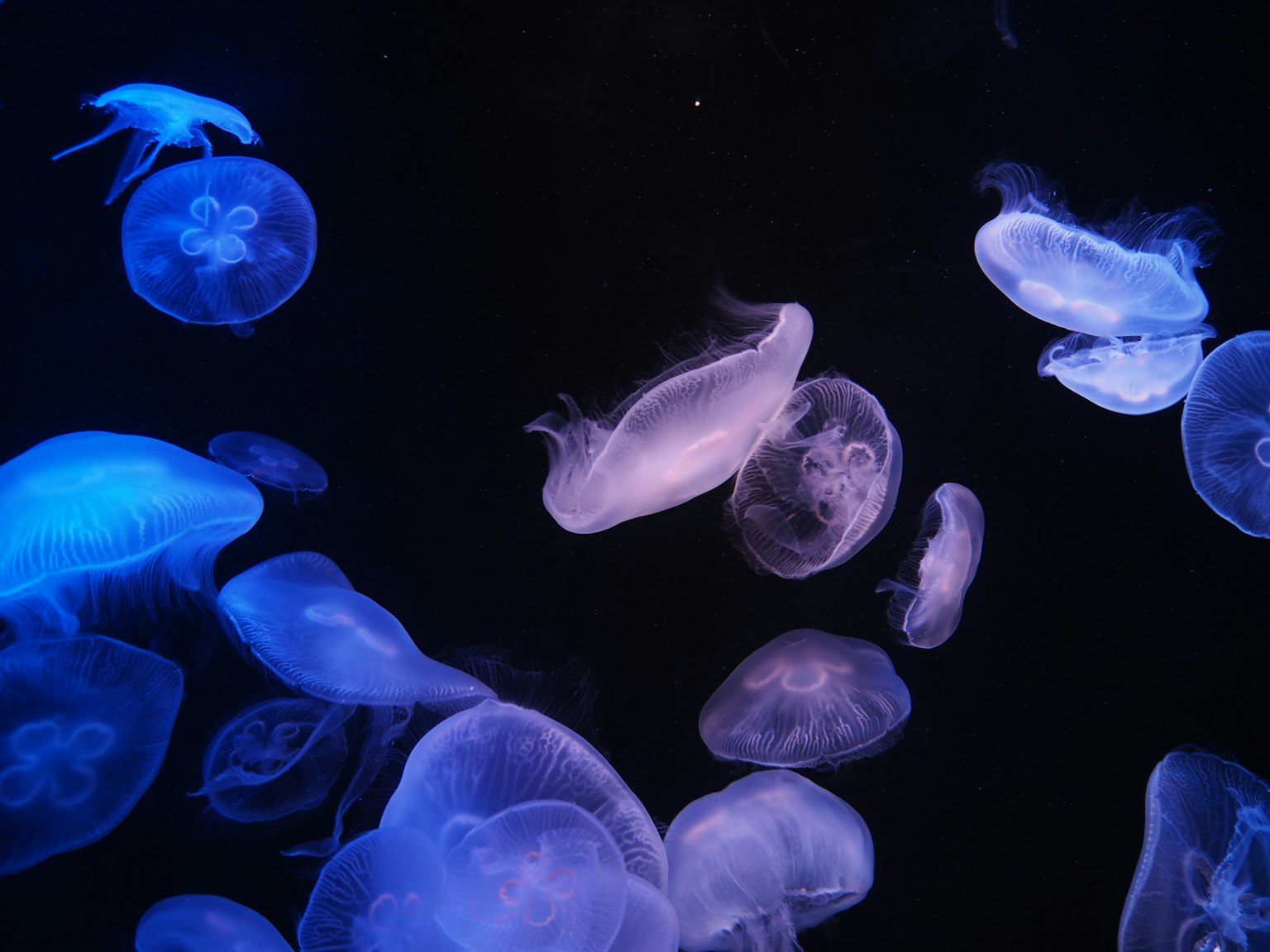 Blue and purple jellyfish drifting in dark water