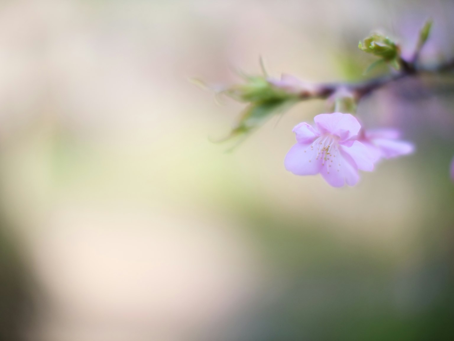Close-up of a branch with pale pink blossoms background is blurred