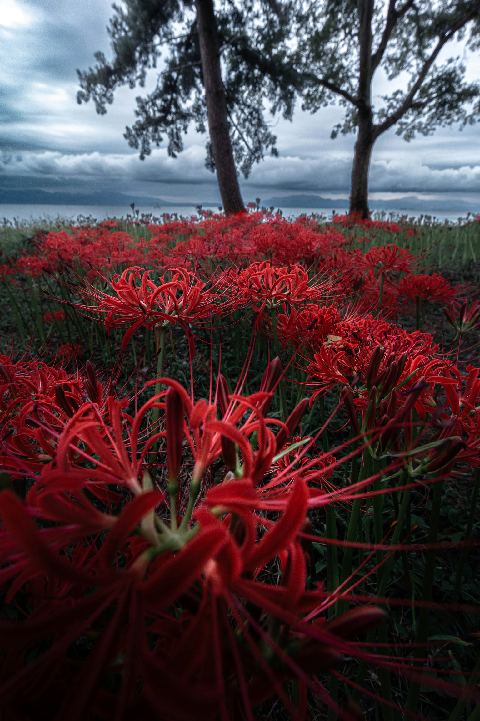 Campo di fiori di criniera rossa con nuvole scure