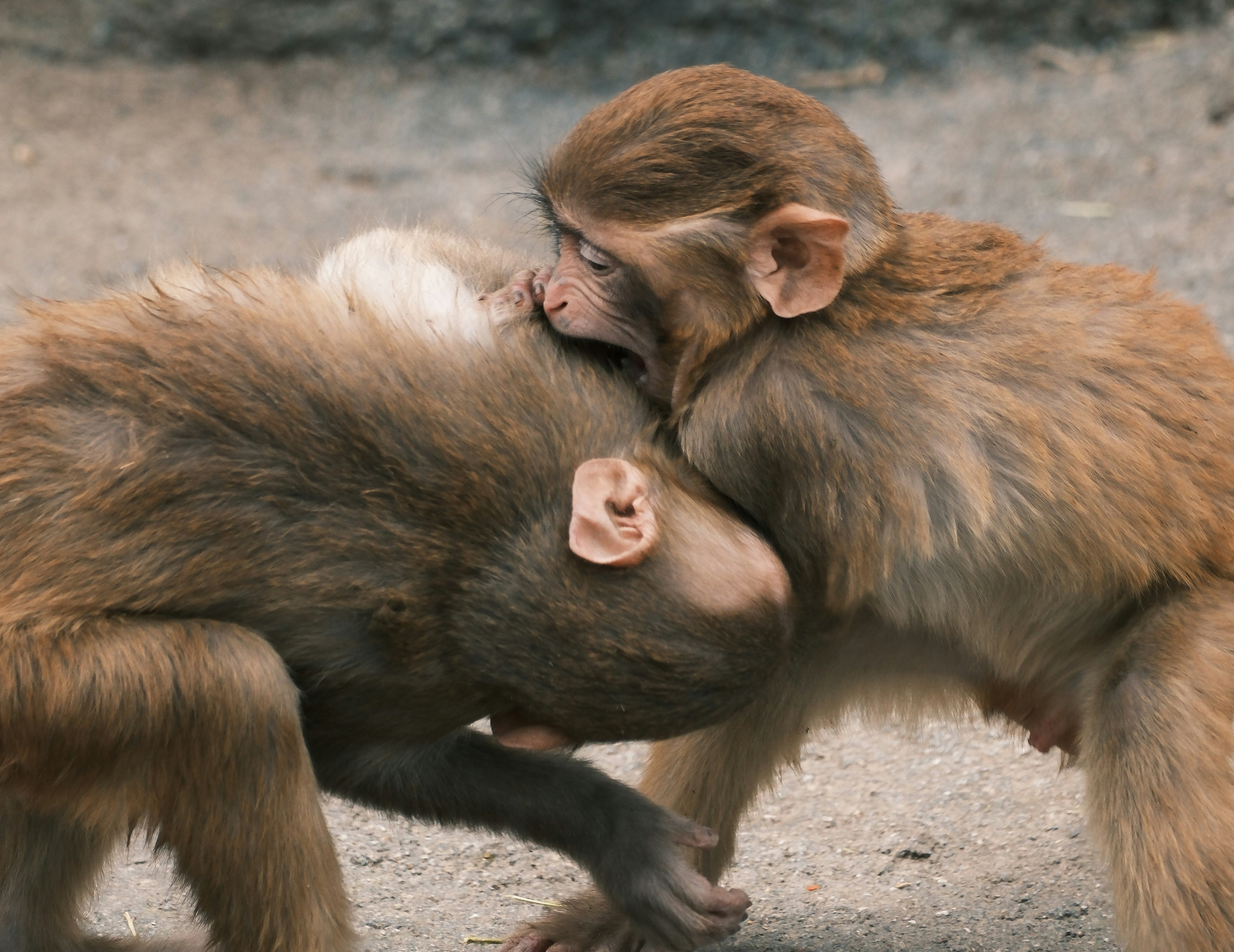 毛づくろいする2頭のサル