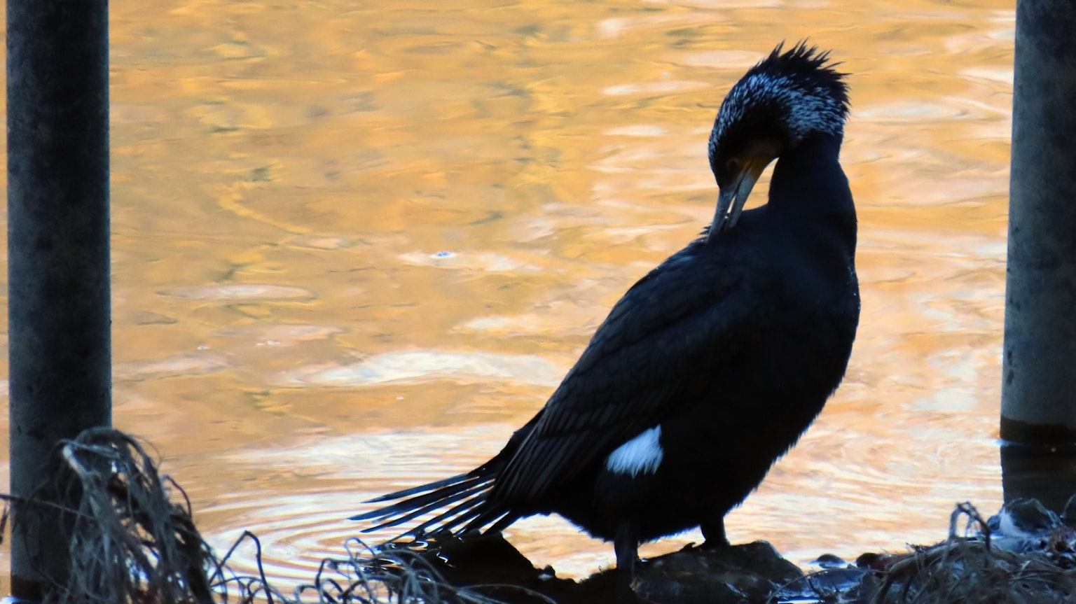 Silueta de un cormorán negro junto al agua con un fondo dorado