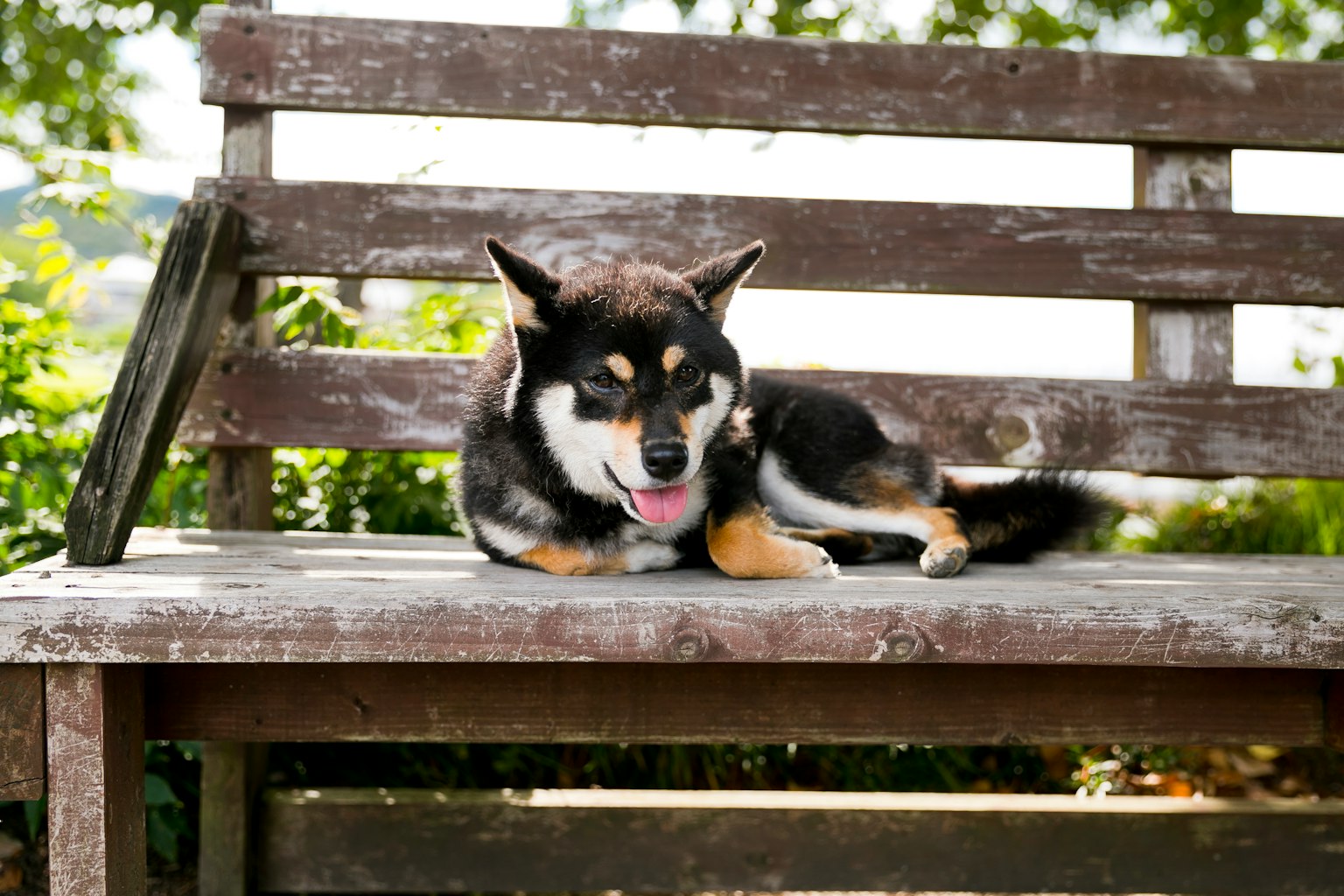 Shiba Inu acostado en un banco de madera