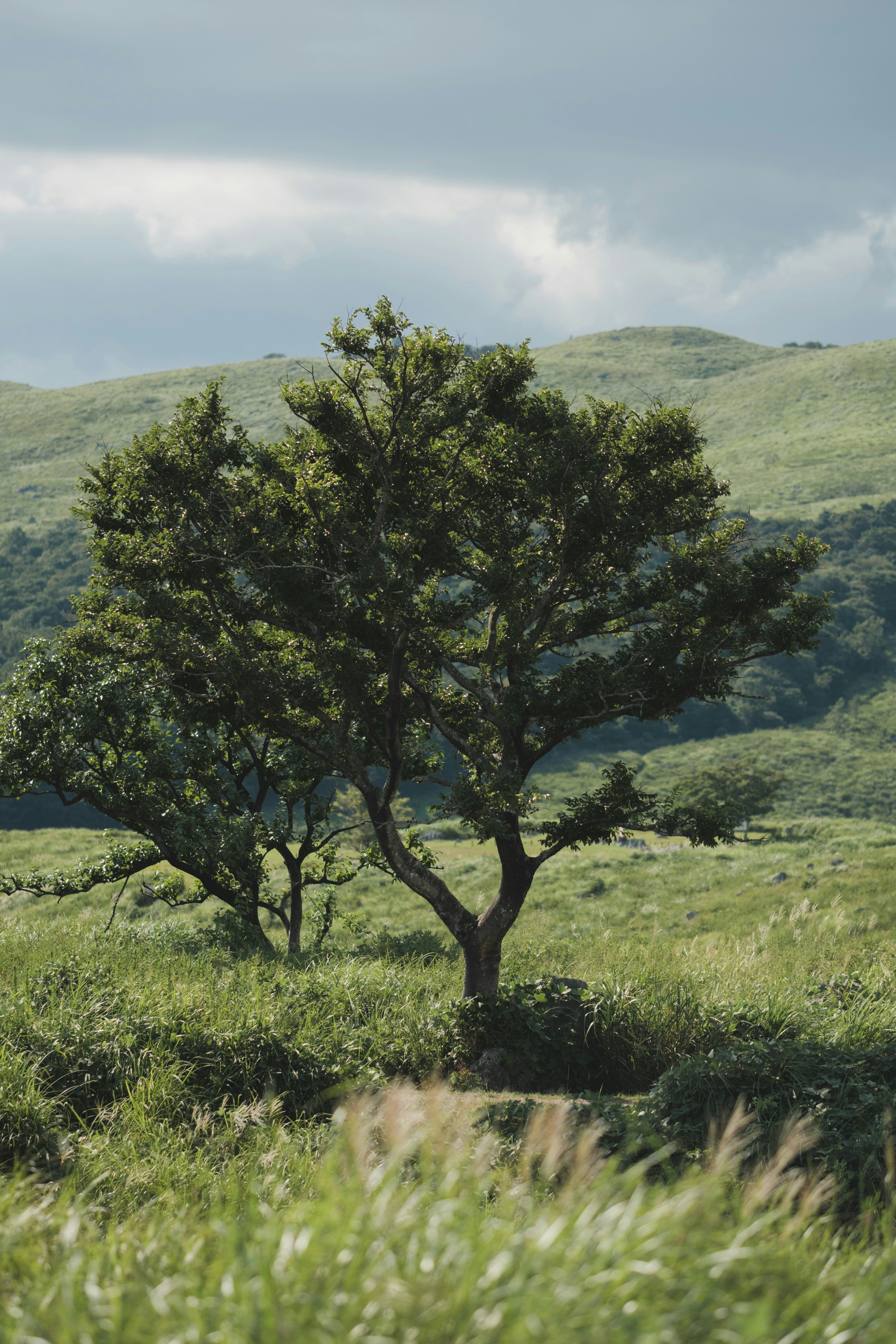 丘陵の草地に立つ一本の木のある自然風景