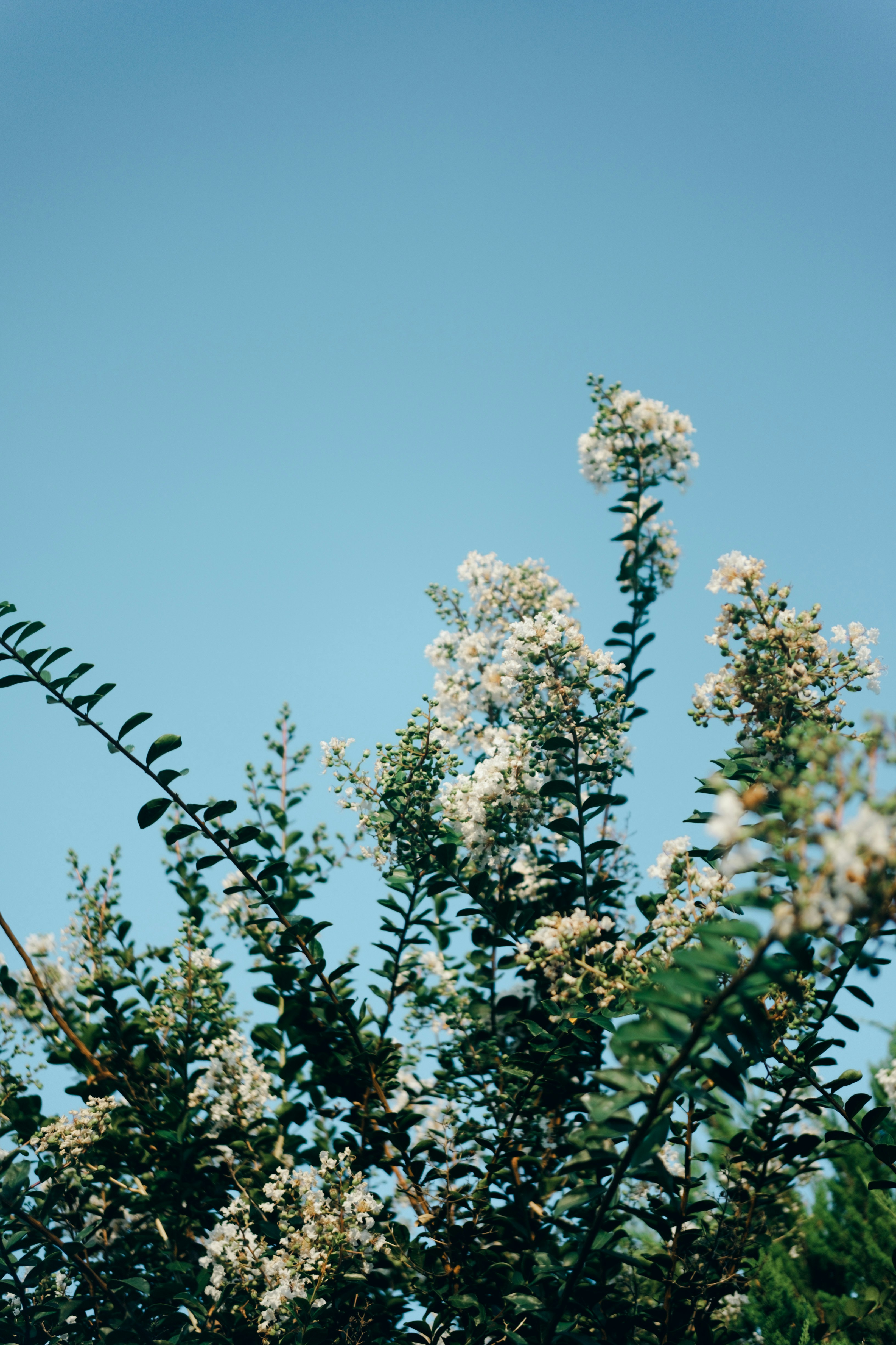 white blossoms and leafy branches against a blue sky