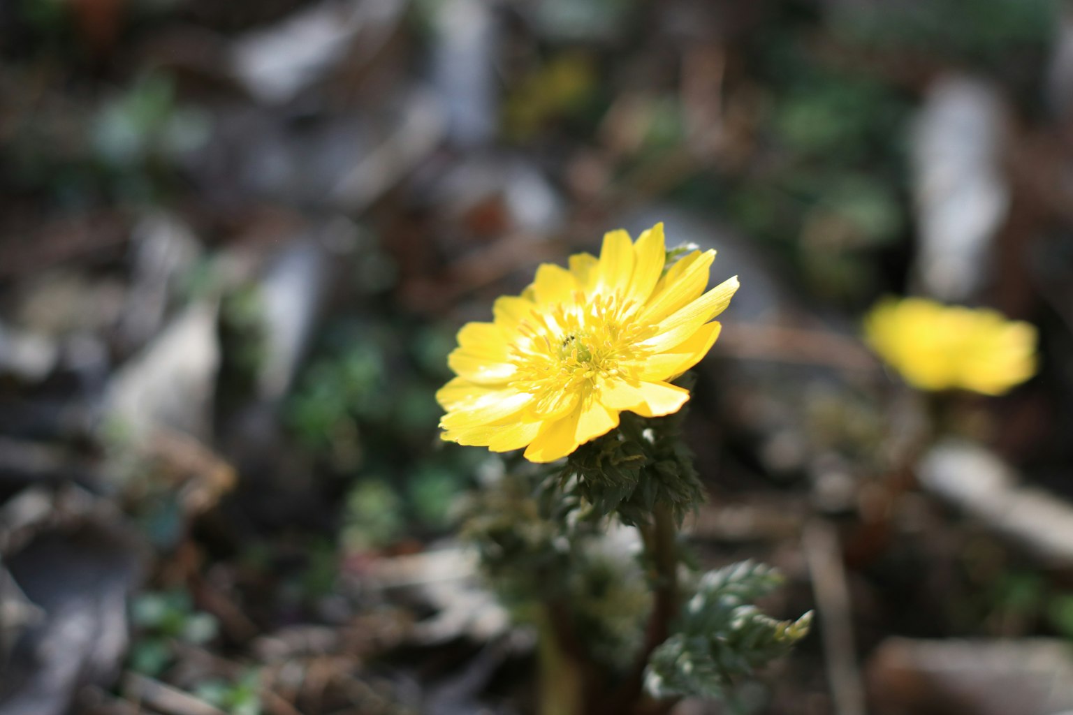 Una flor amarilla brillante que emerge del suelo rodeada de hojas