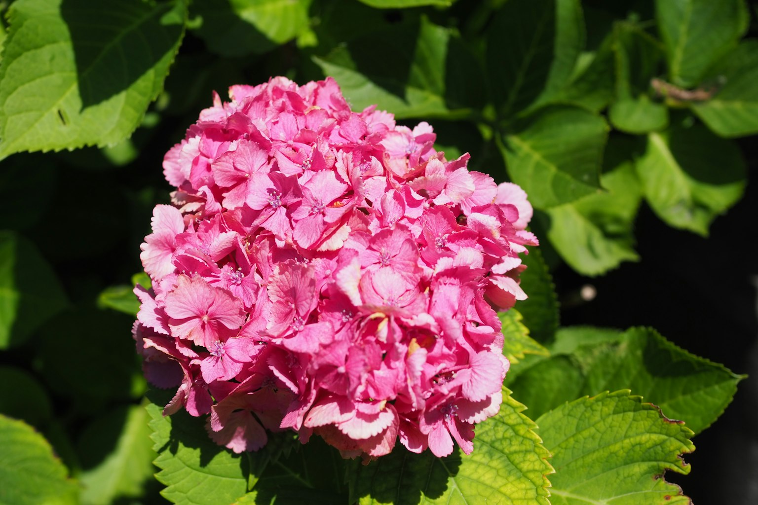 Lebendige rosa Hortensie mit grünen Blättern