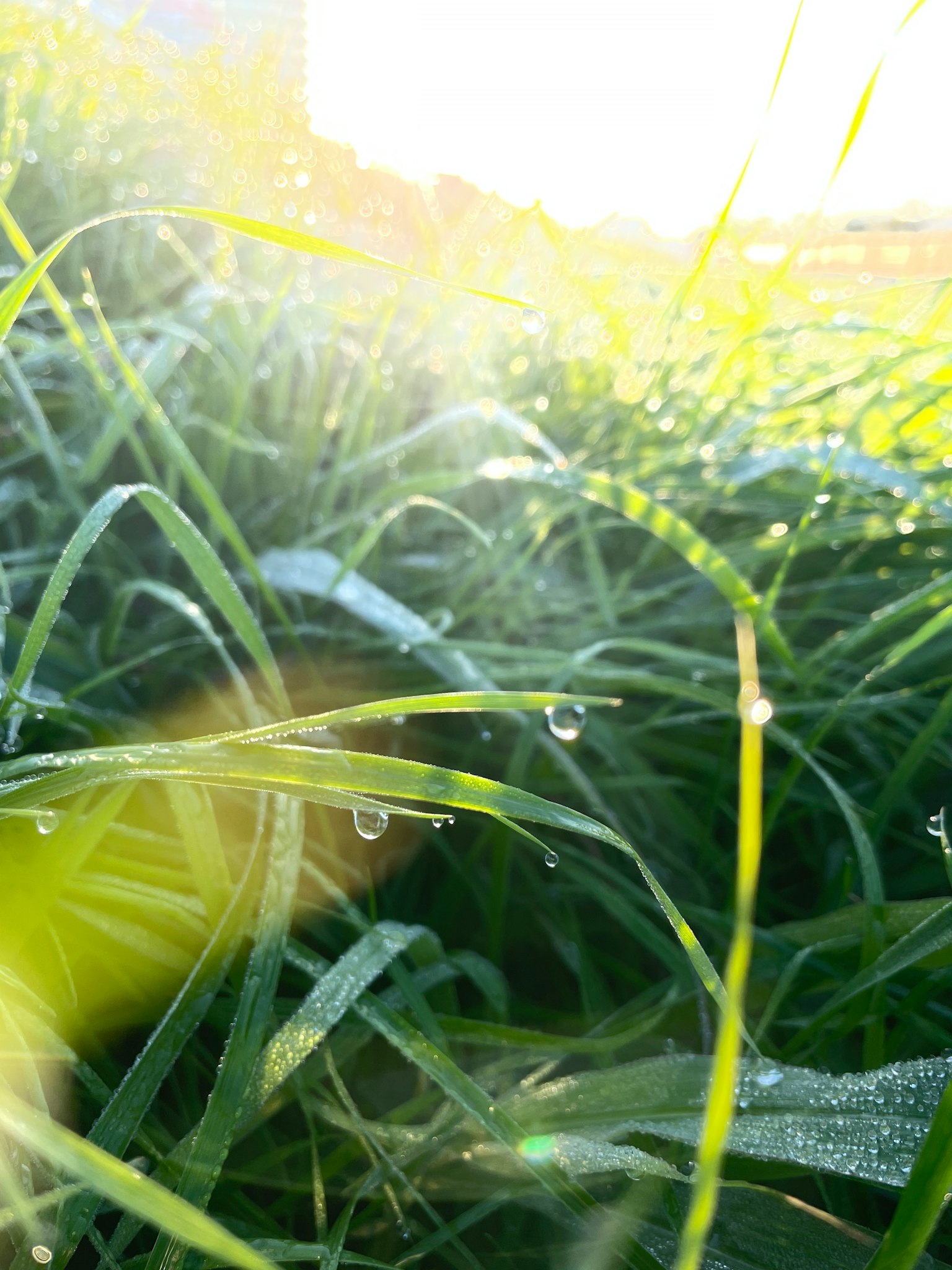 Close-up rumput hijau dengan embun pagi yang berkilau