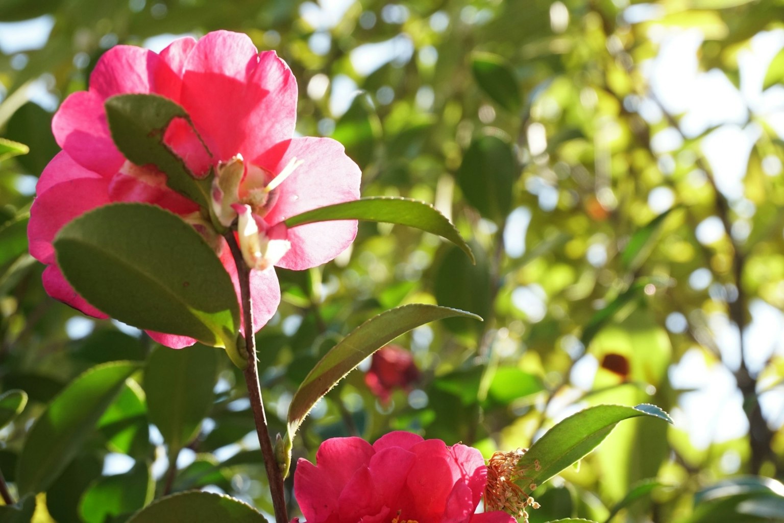 Close-up bunga pink cerah dan daun hijau subur