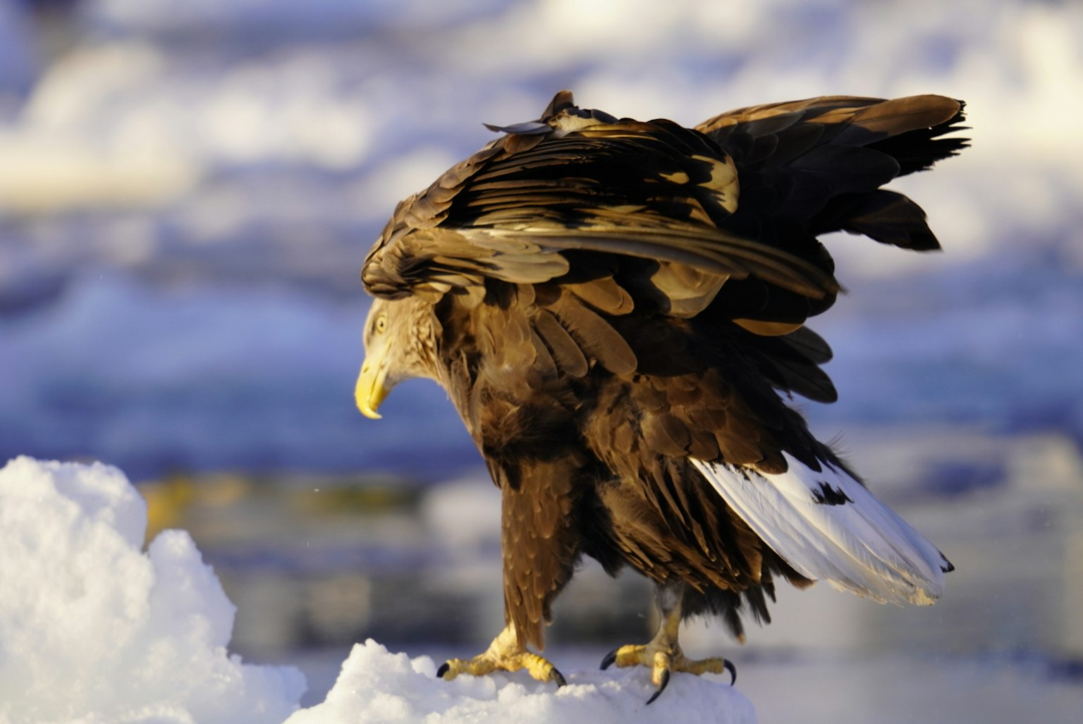 Águila de pie sobre la nieve con las alas extendidas