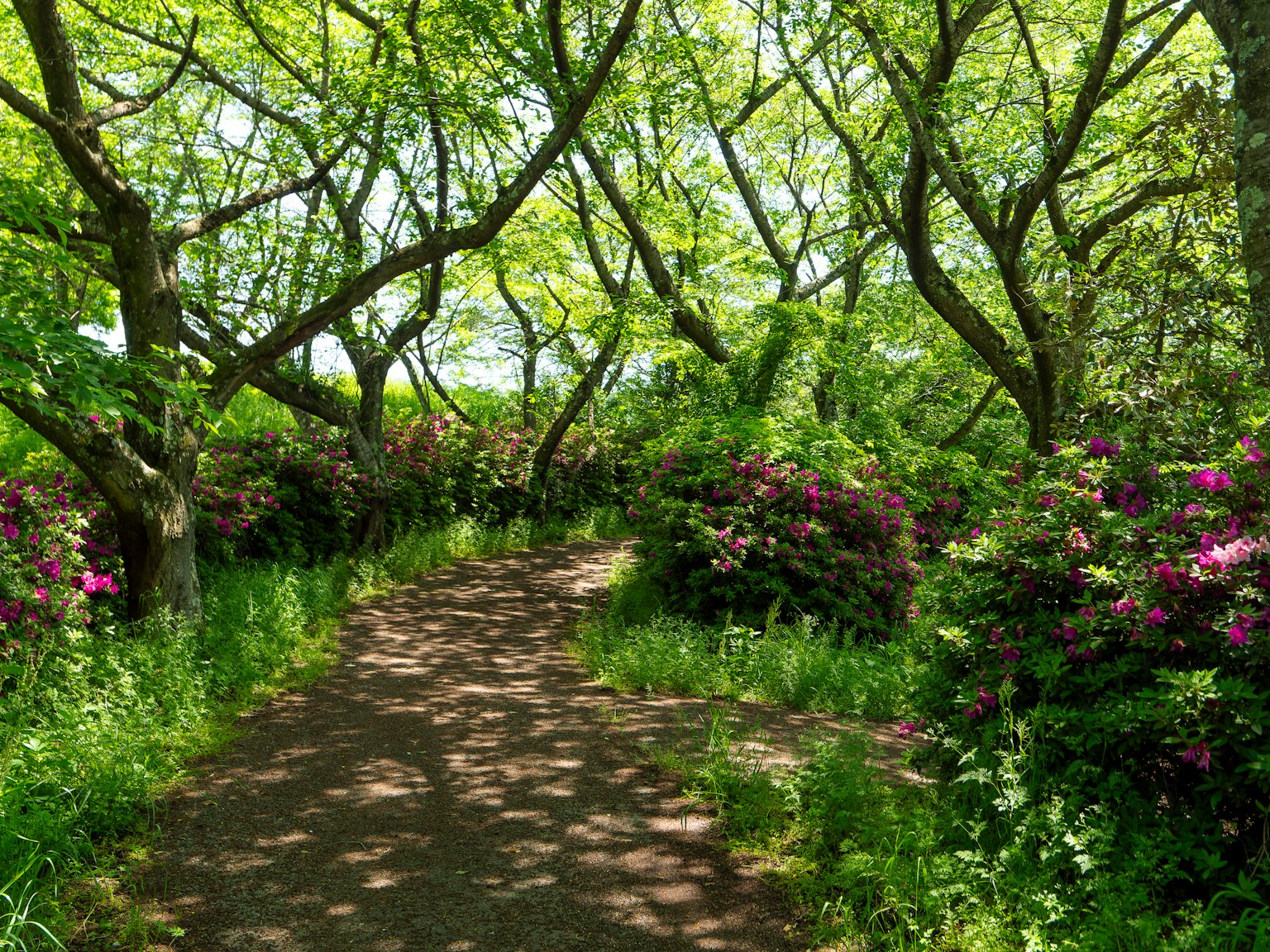Scenic pathway surrounded by lush green trees and blooming flowers