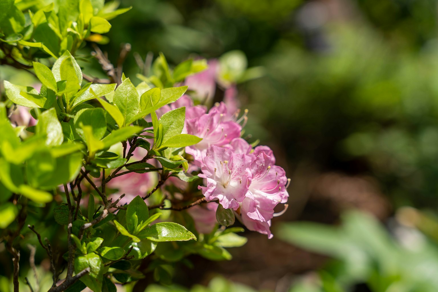 Fiori rosa delicati che sbocciano tra foglie verdi vibranti
