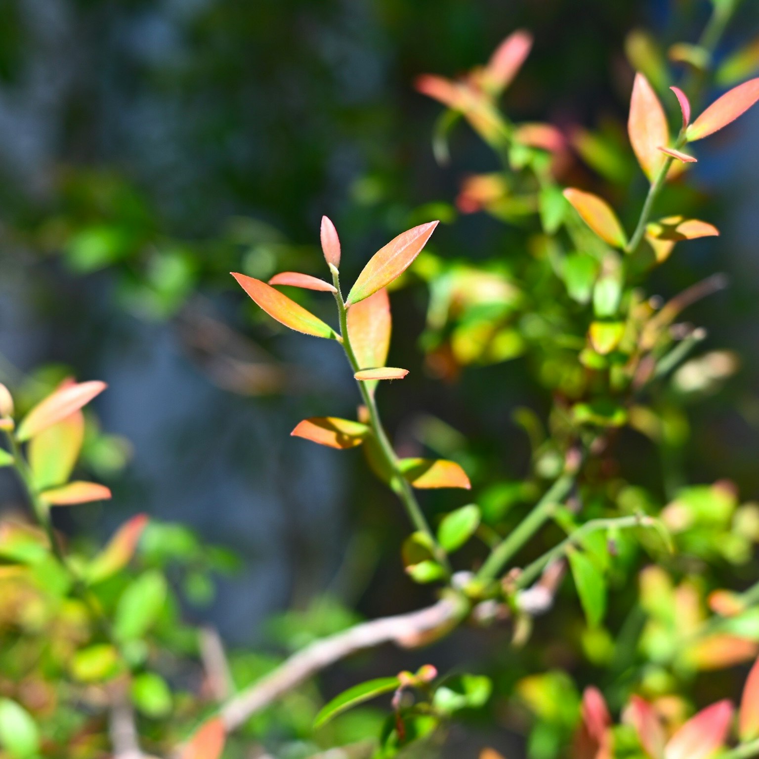 Rama de planta con nuevas hojas verdes y suaves hojas rosas